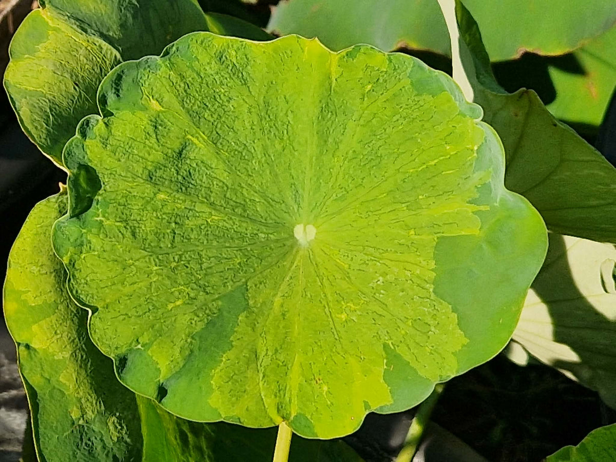 Joker Lotus (Bare Root)