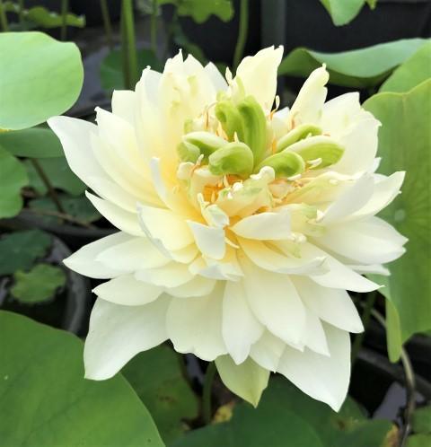 Jade Cloud - A Spinning Star Lotus (Bare Root) - Play It Koi