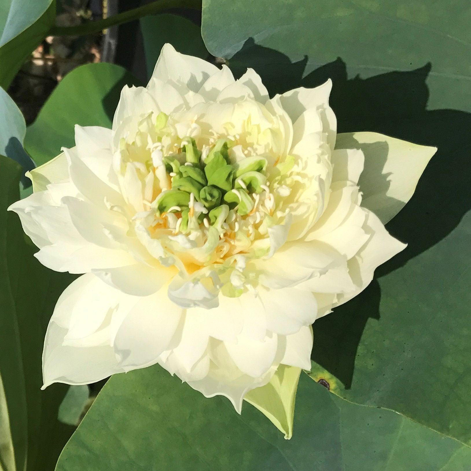 Jade Cloud - A Spinning Star Lotus (Bare Root) - Play It Koi