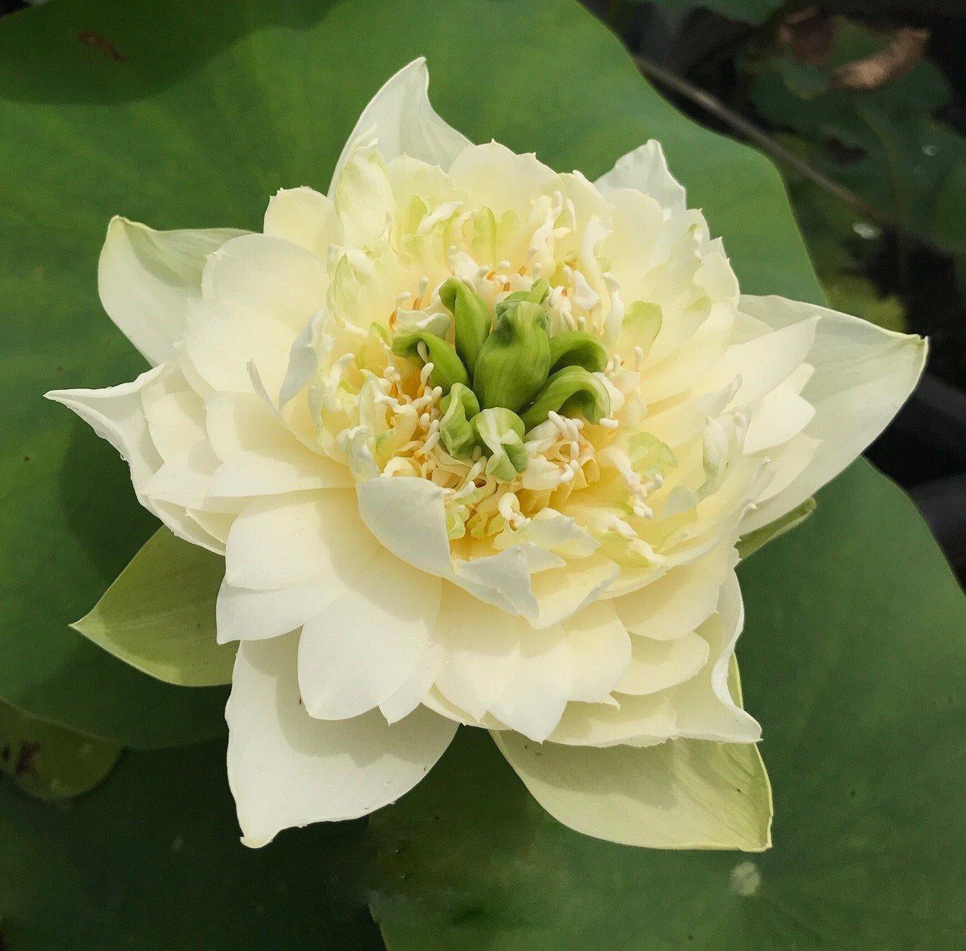 Jade Cloud - A Spinning Star Lotus (Bare Root) - Play It Koi