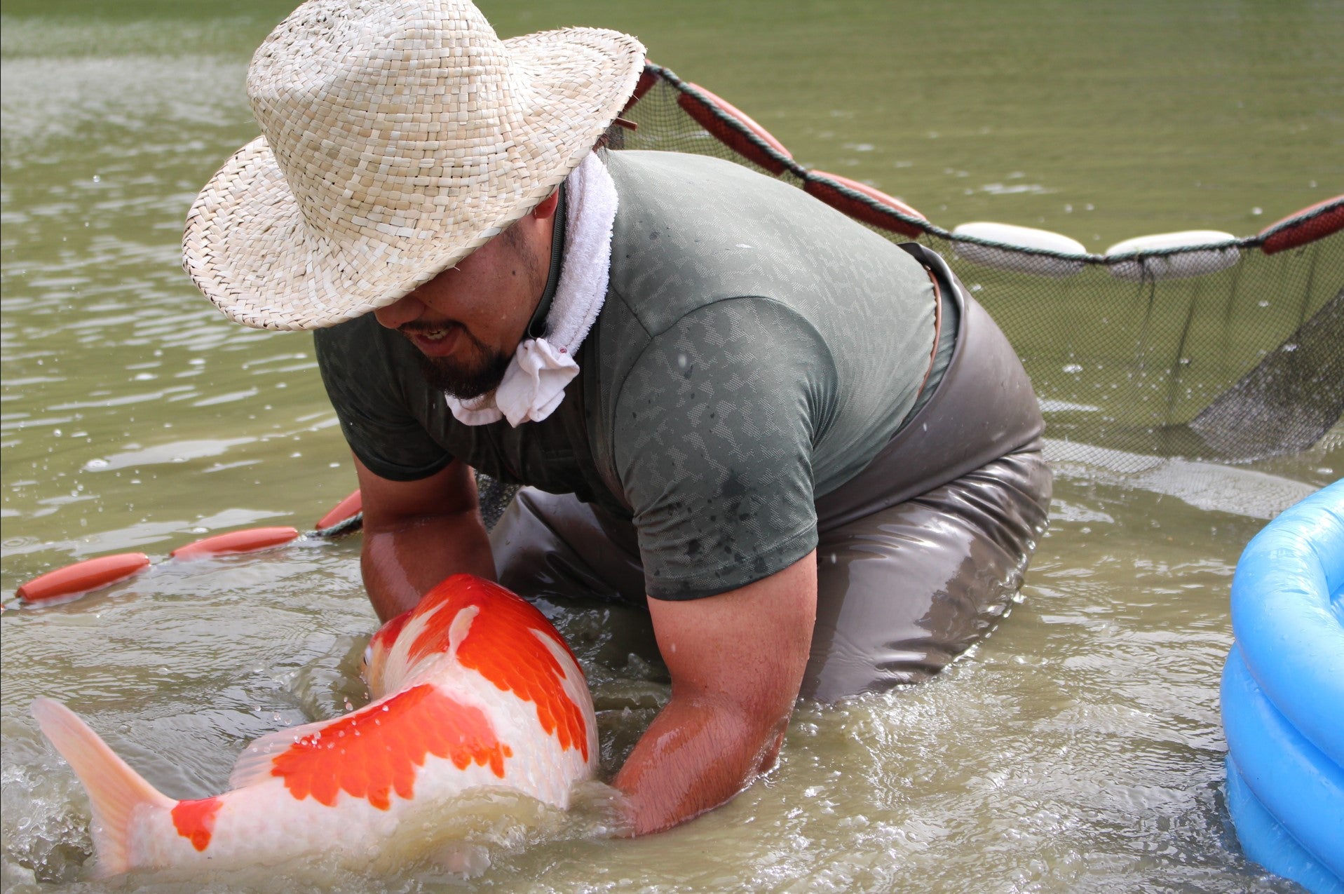 Paquetes premium de peces koi japoneses