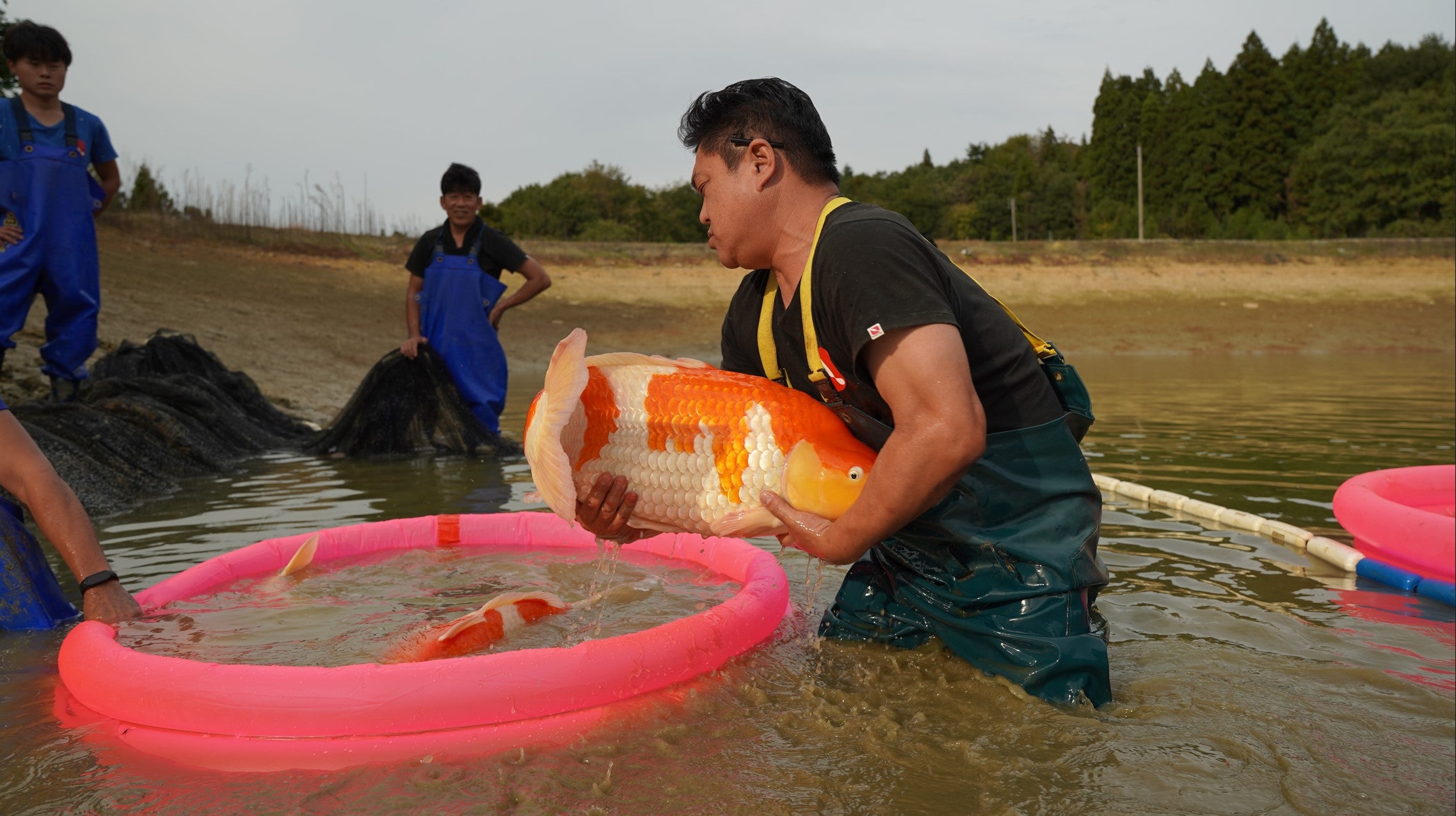 Paquetes premium de peces koi japoneses