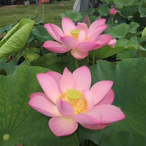 Jeannie's Smile - Our Happy Flower Lotus (Bare Root) - Play It Koi