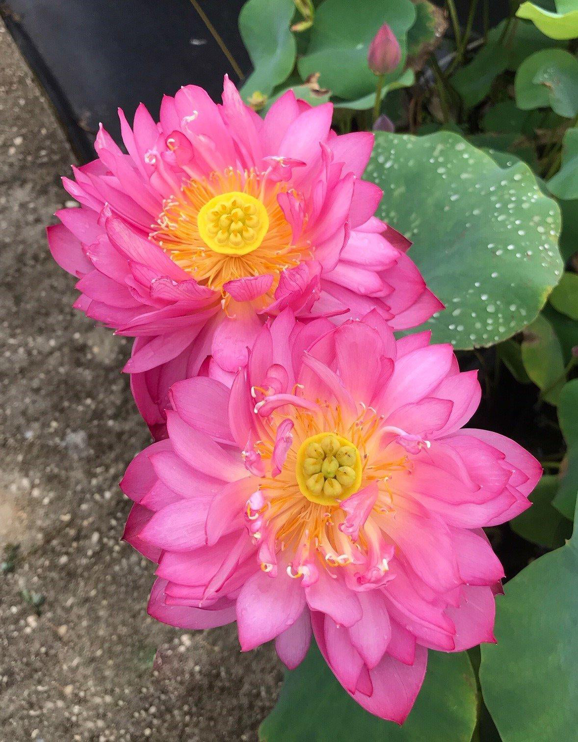 Jewel Flower - The Gem of the Garden Lotus (Bare Root) - Play It Koi