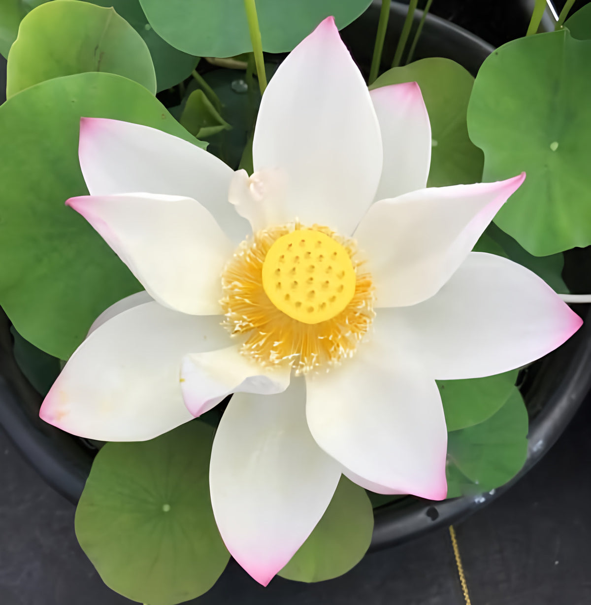 Jianxuan 17 Lotus (Bare Root) - Play It Koi