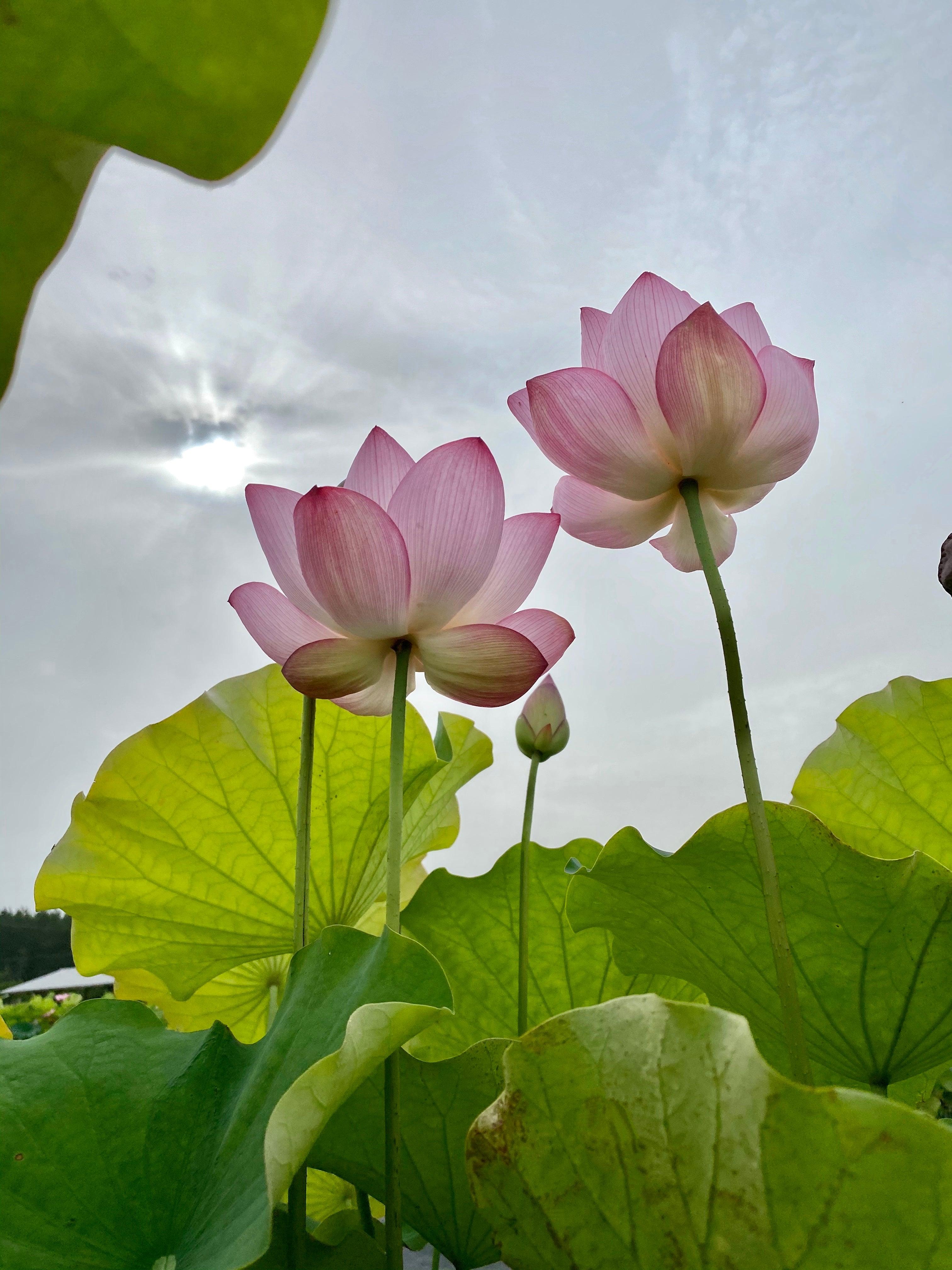 Jianxuan 17 Lotus (Bare Root) - Play It Koi