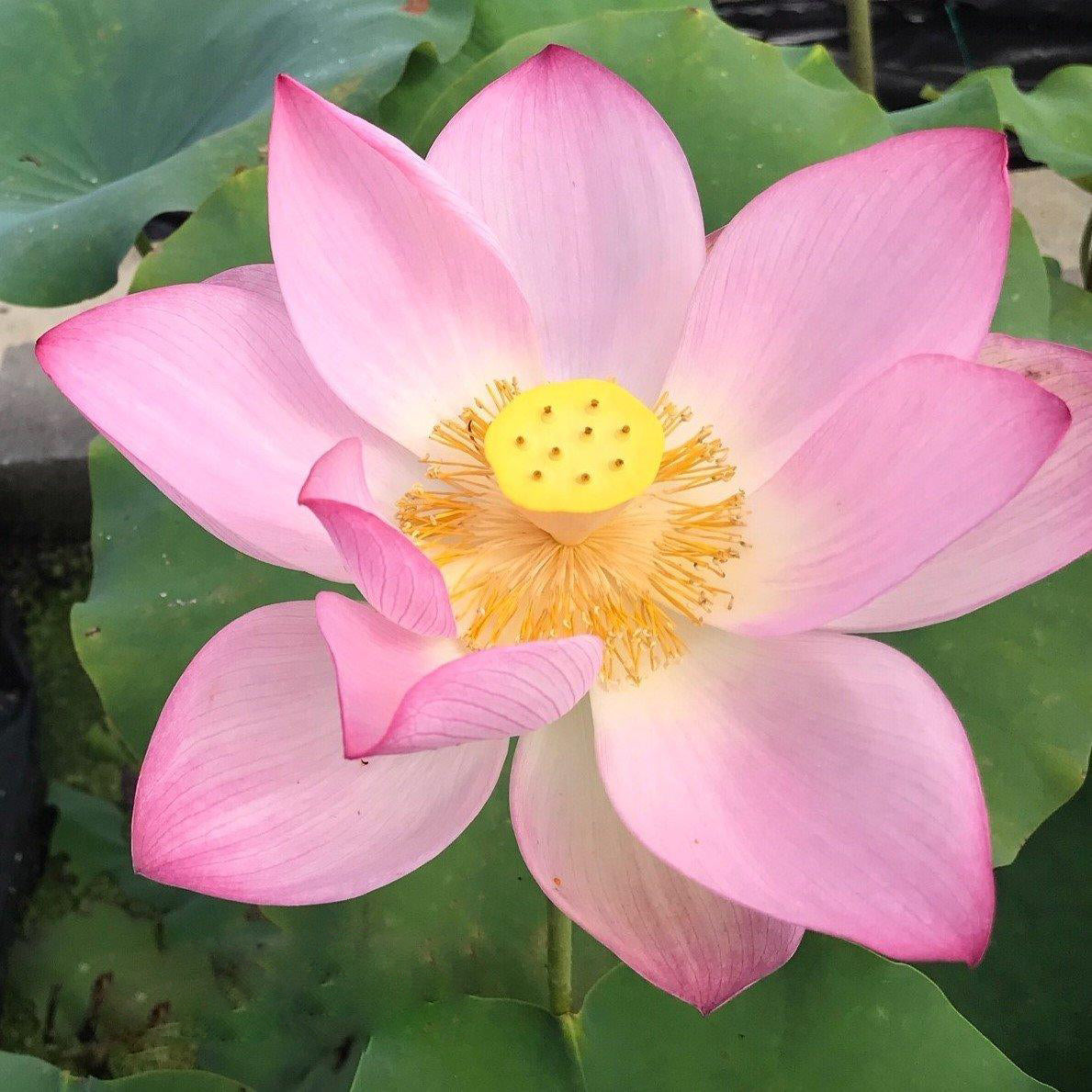 Jianxuan 17 Lotus (Bare Root) - Play It Koi