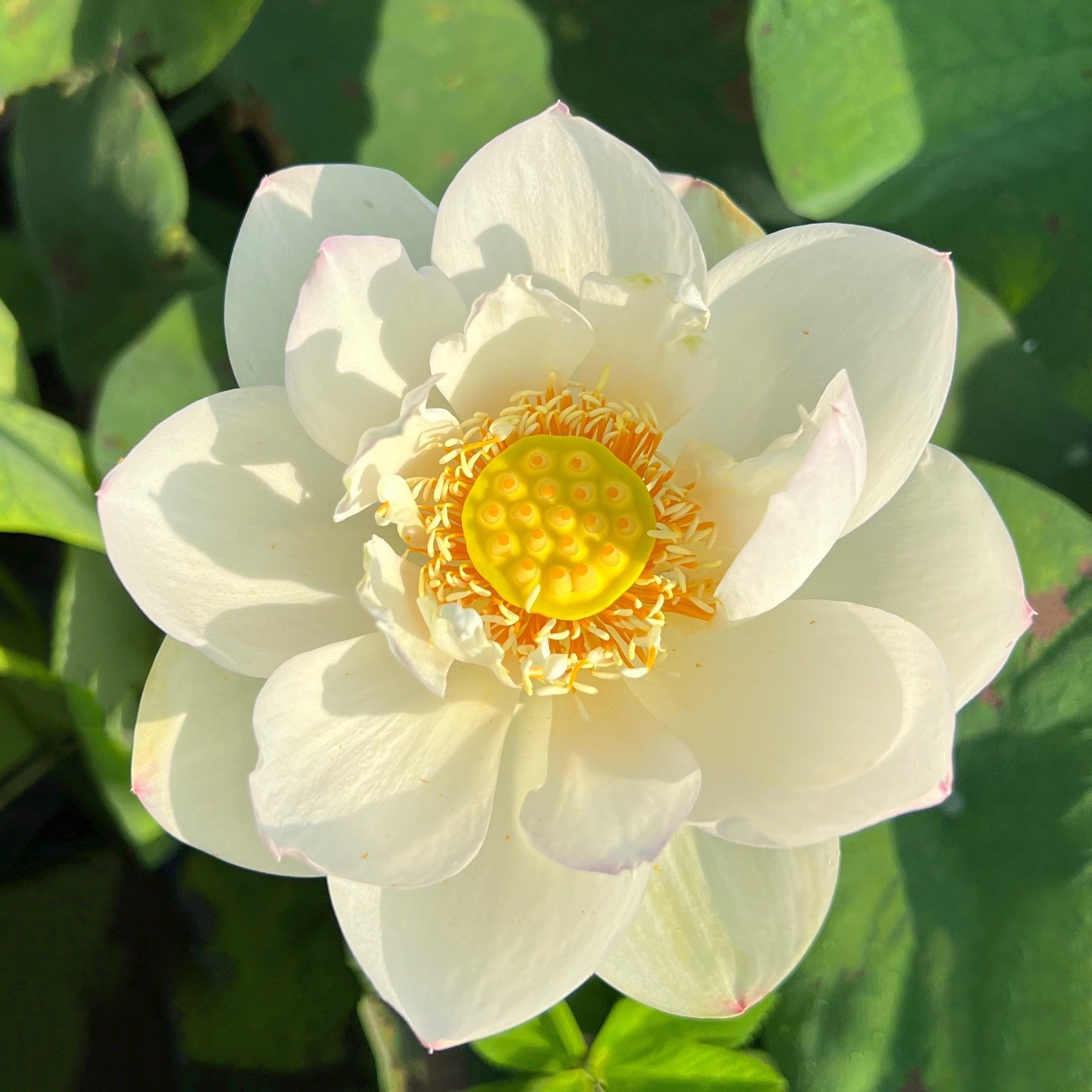 Jillian, Neshama Sheli - My Heart Lotus (Bare Root) - Play It Koi