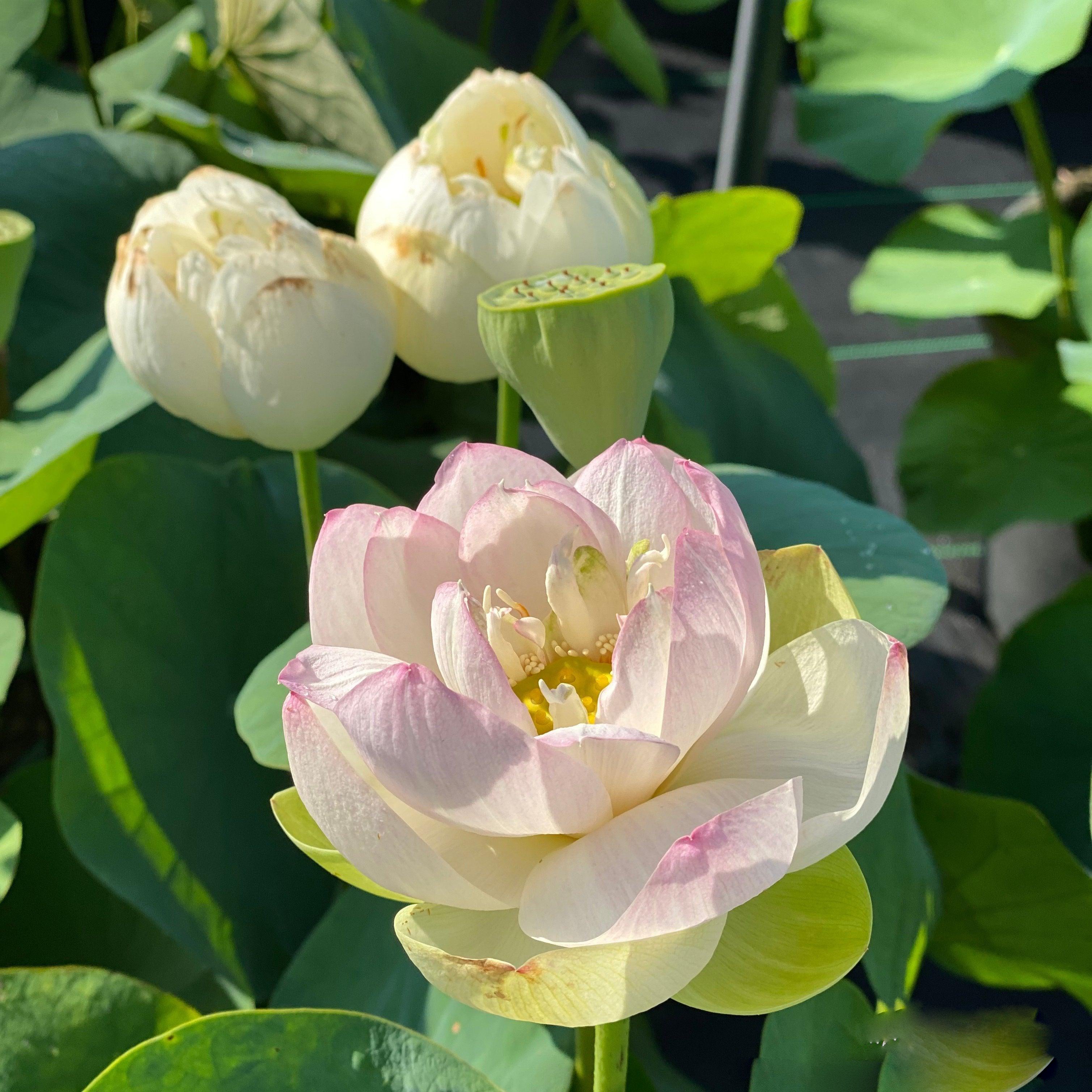 Jillian, Neshama Sheli - My Heart Lotus (Bare Root) - Play It Koi