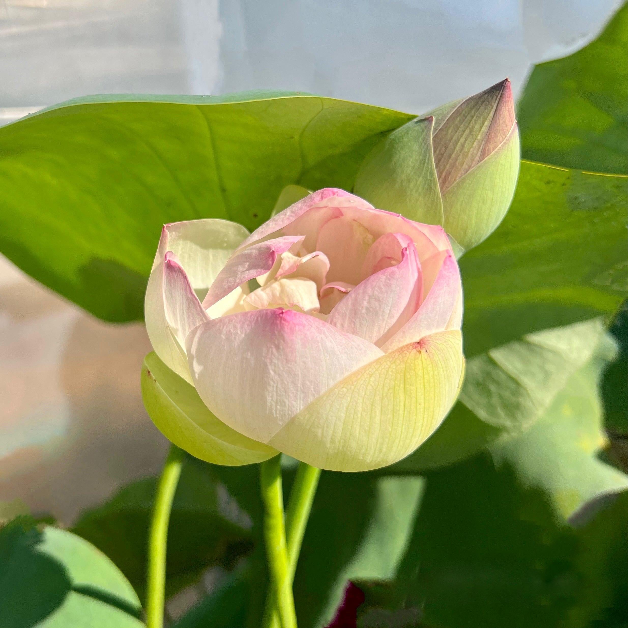 Jillian, Neshama Sheli - My Heart Lotus (Bare Root) - Play It Koi