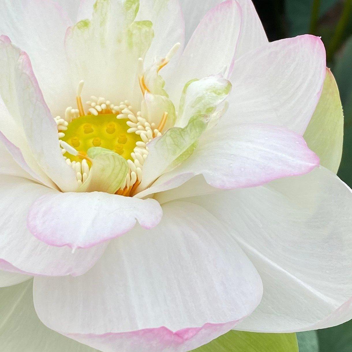 Jillian, Neshama Sheli - My Heart Lotus (Bare Root) - Play It Koi