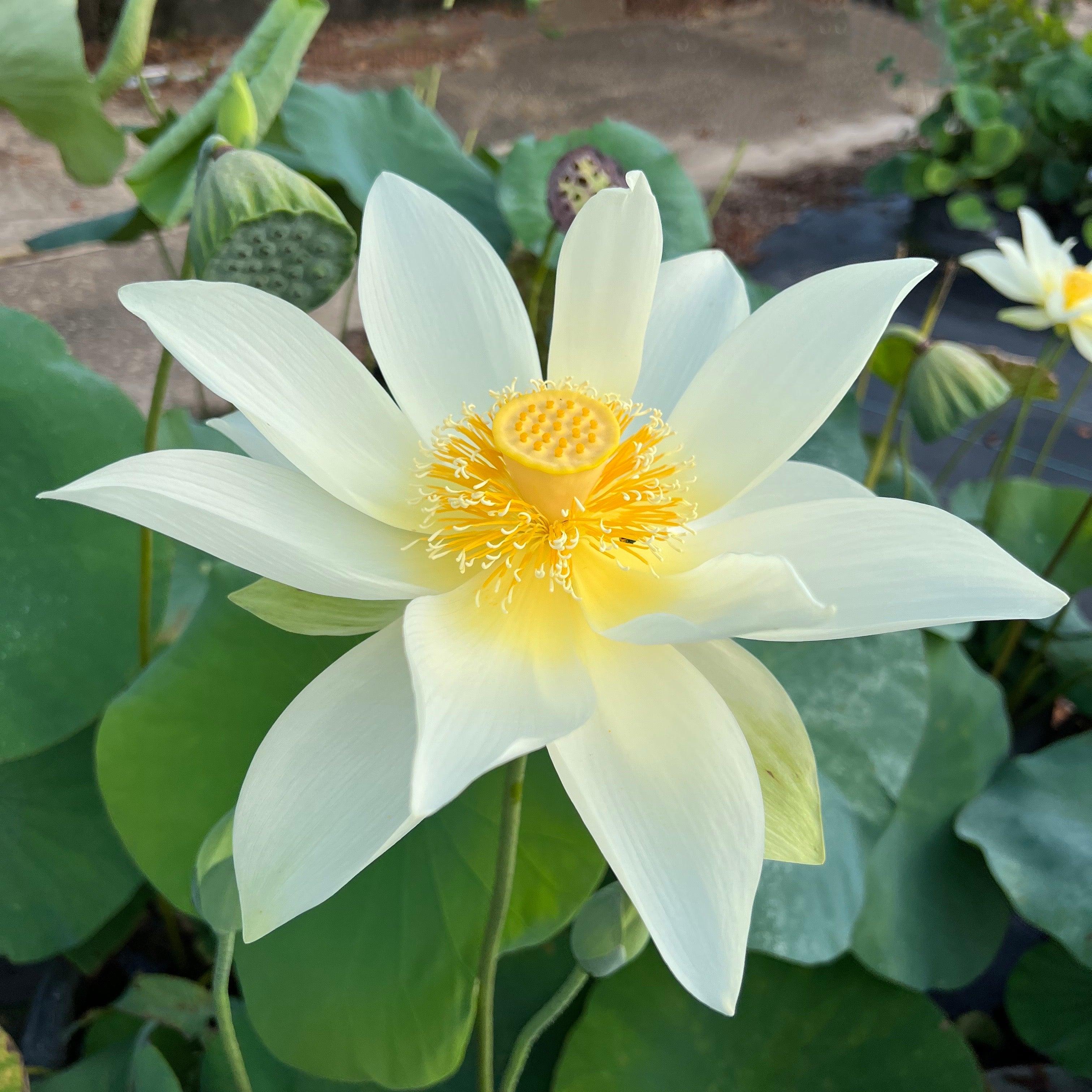 Jinling Elite - Huge Flowered Lotus (Bare Root) - Play It Koi