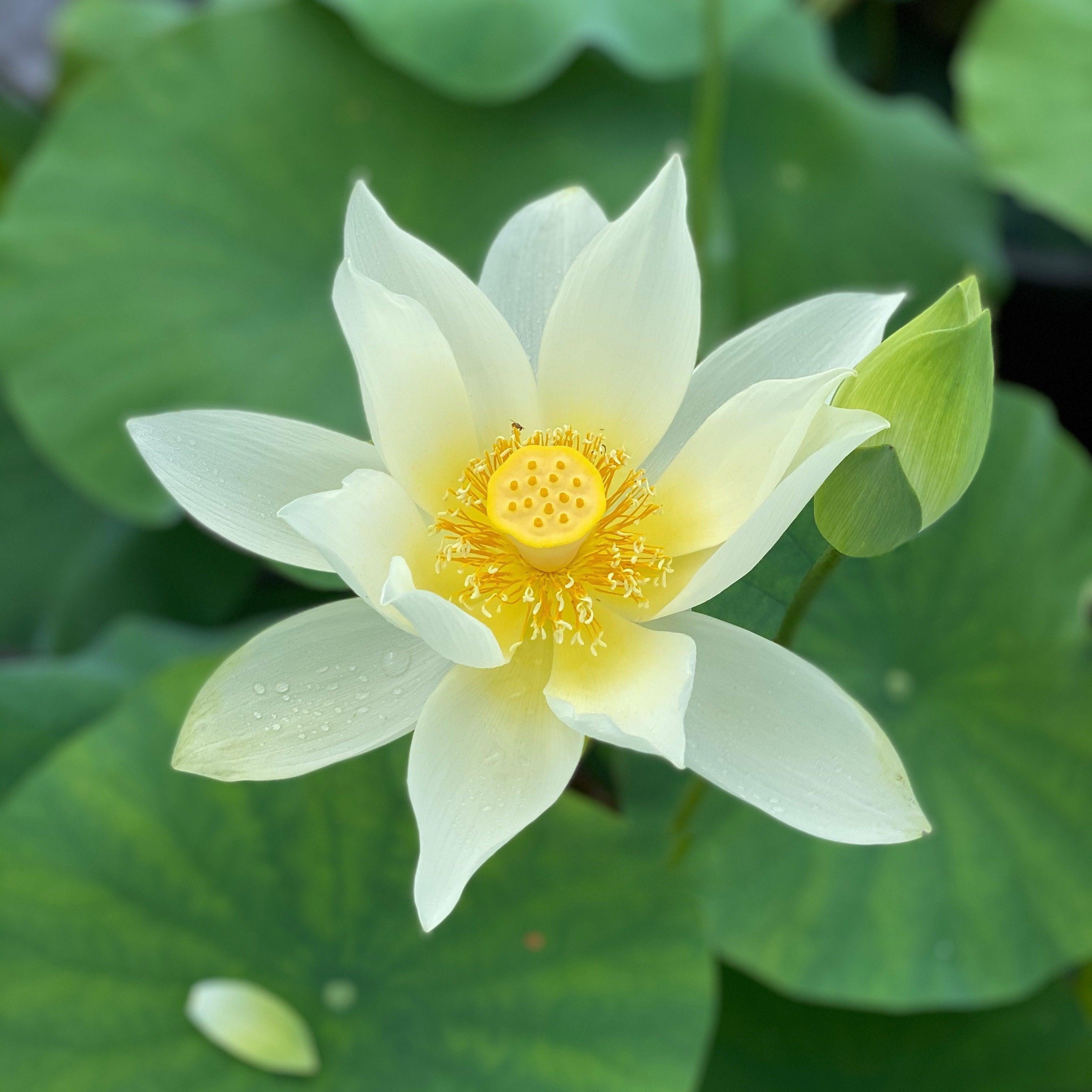 Jinling Elite - Huge Flowered Lotus (Bare Root) - Play It Koi