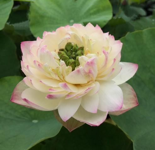 Jinling Frost - Icing on the Cake Lotus (Bare Root) - Play It Koi