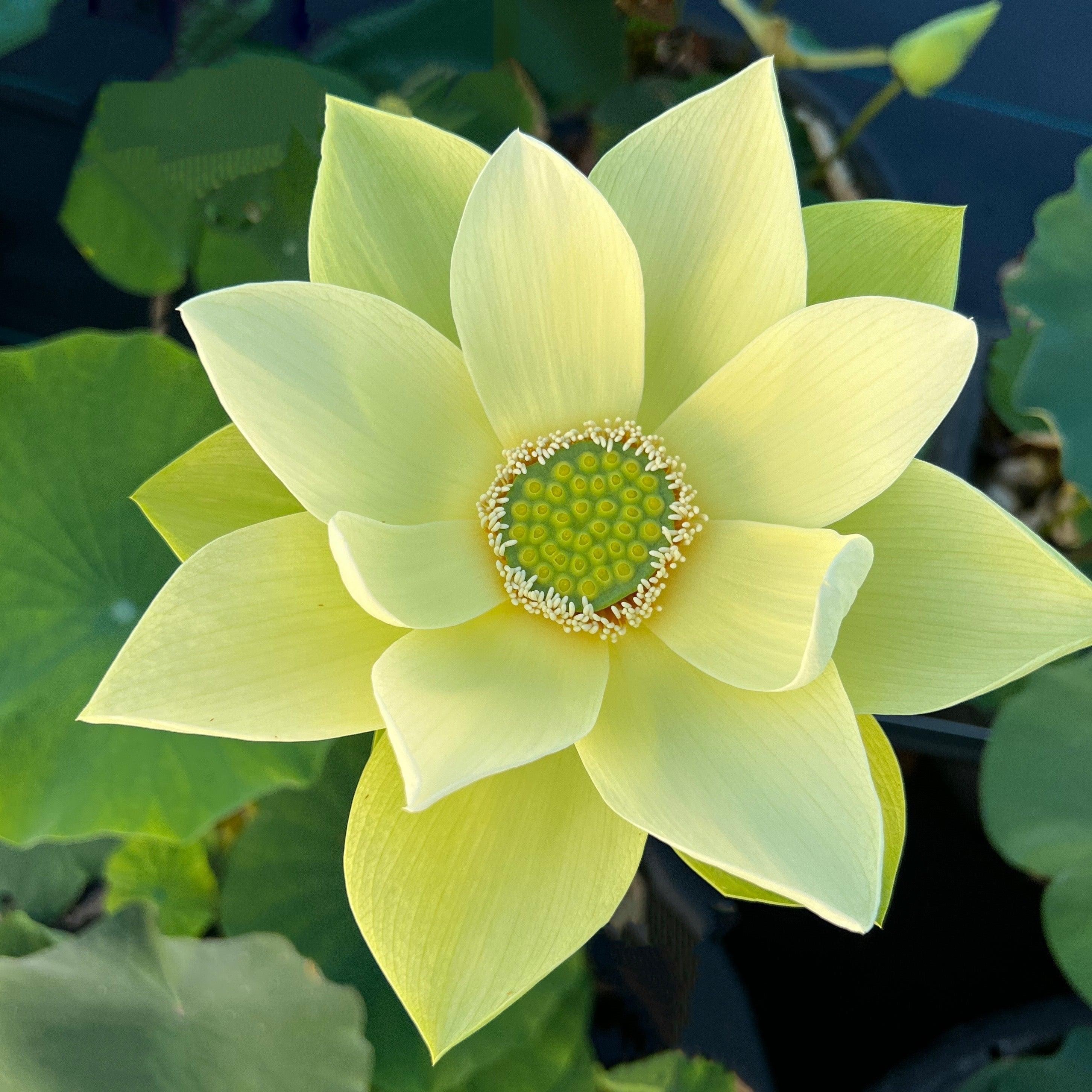 Jinling Jasper Lotus (Bare Root) - Play It Koi