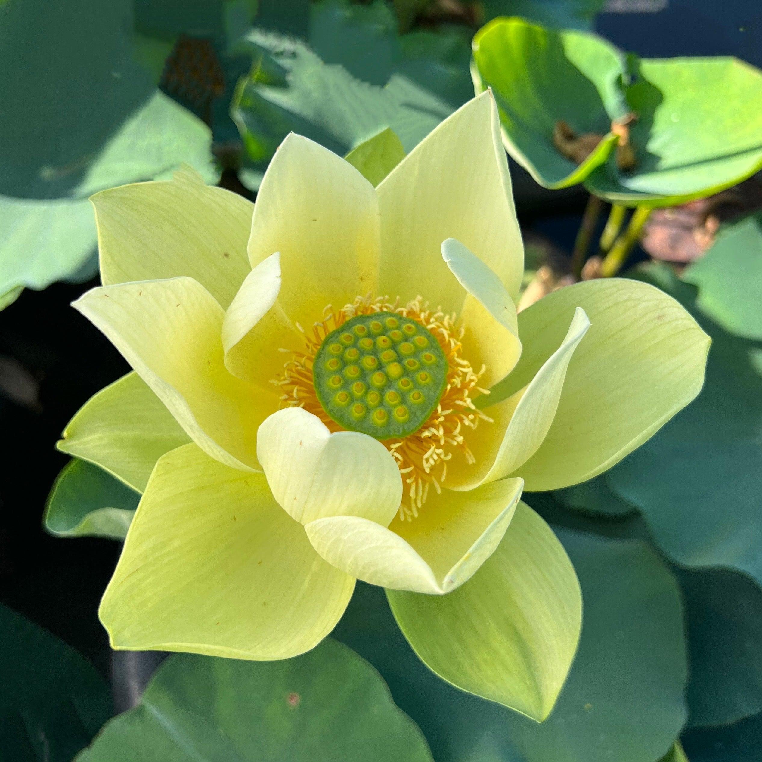 Jinling Jasper Lotus (Bare Root) - Play It Koi