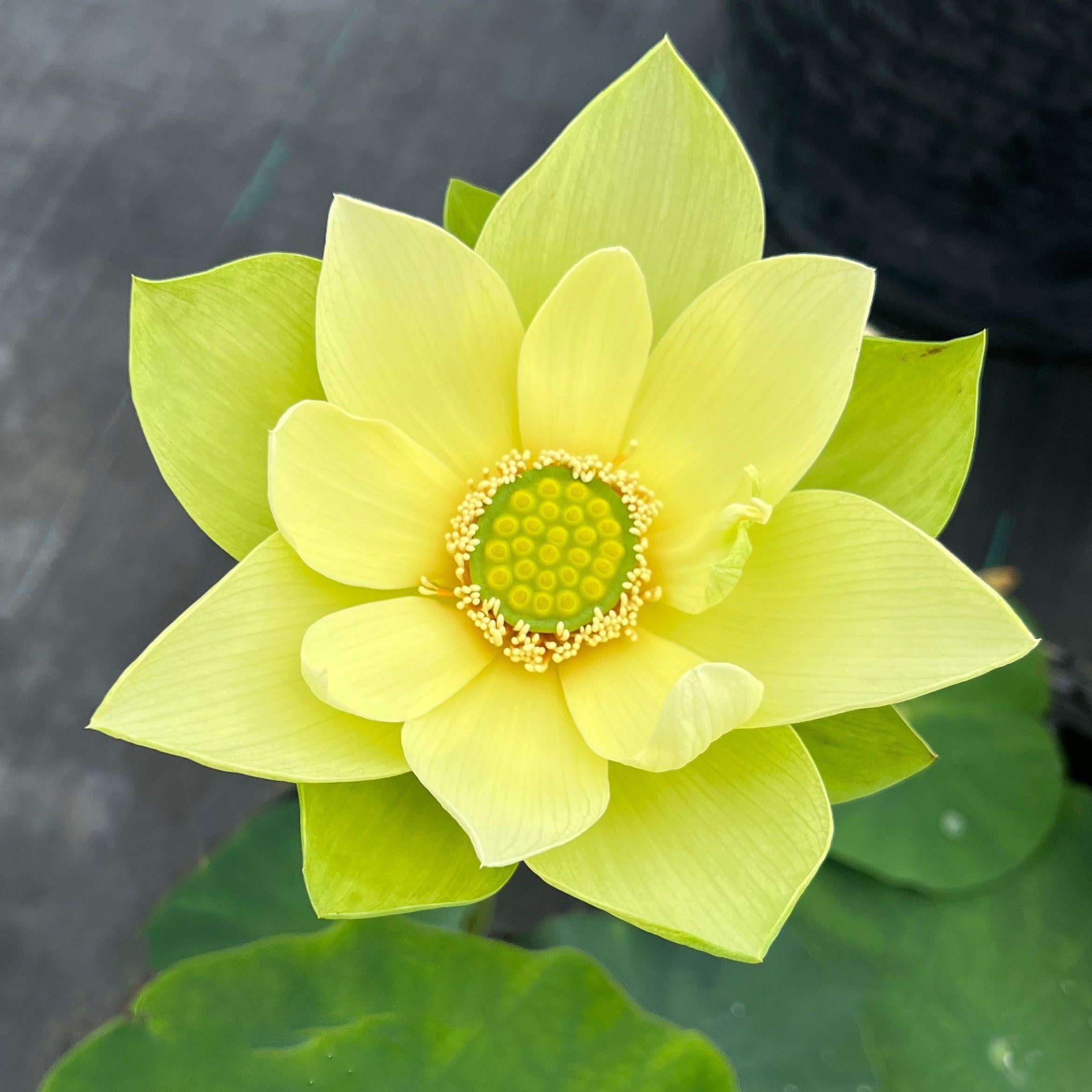 Jinling Jasper Lotus (Bare Root) - Play It Koi