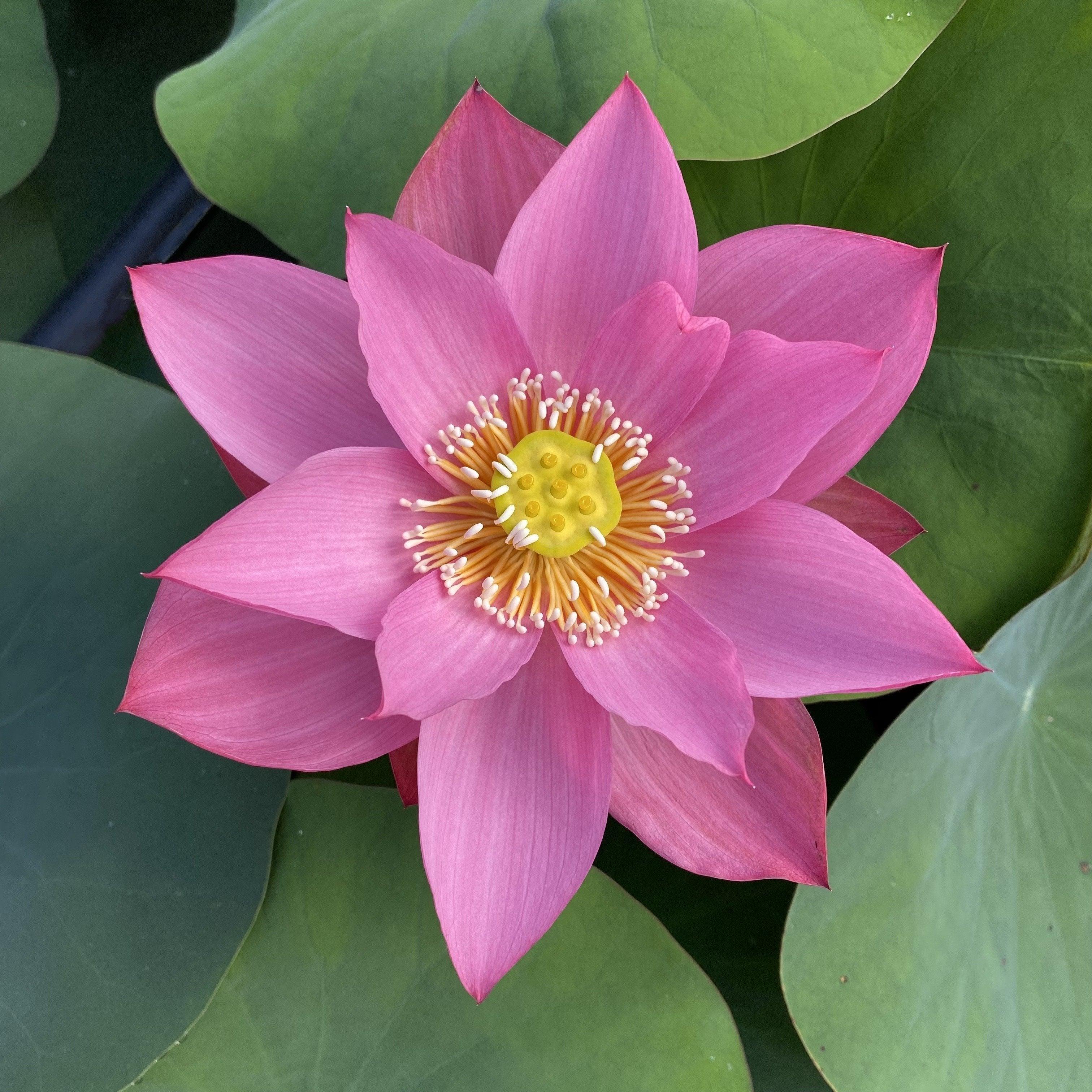 Ju Zi Lotus (Bare Root) - Play It Koi