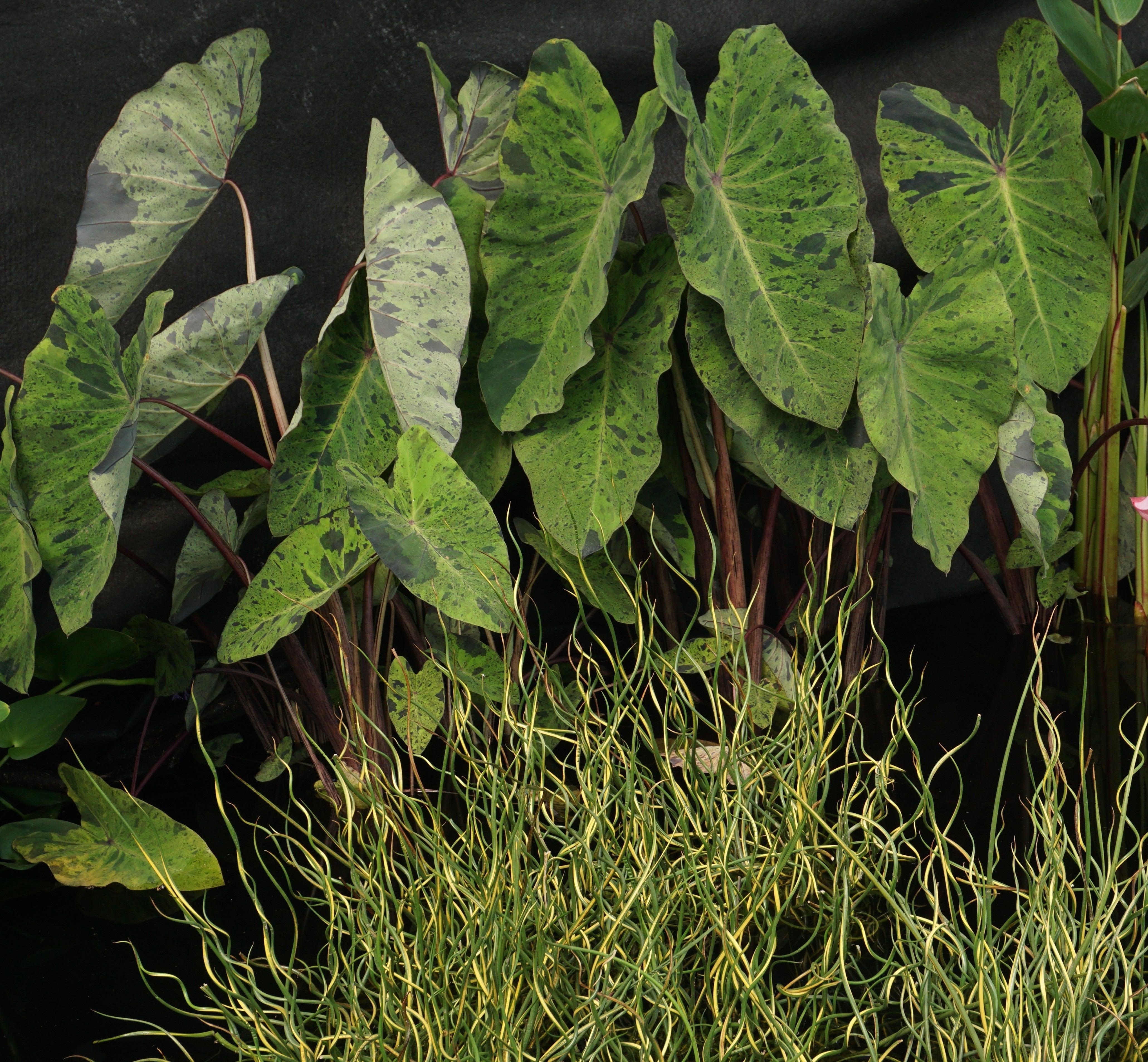 Juncus effusus 'Variegated Unicorn' (Giant Corkscrew Rush) (Bare Root) - Play It Koi