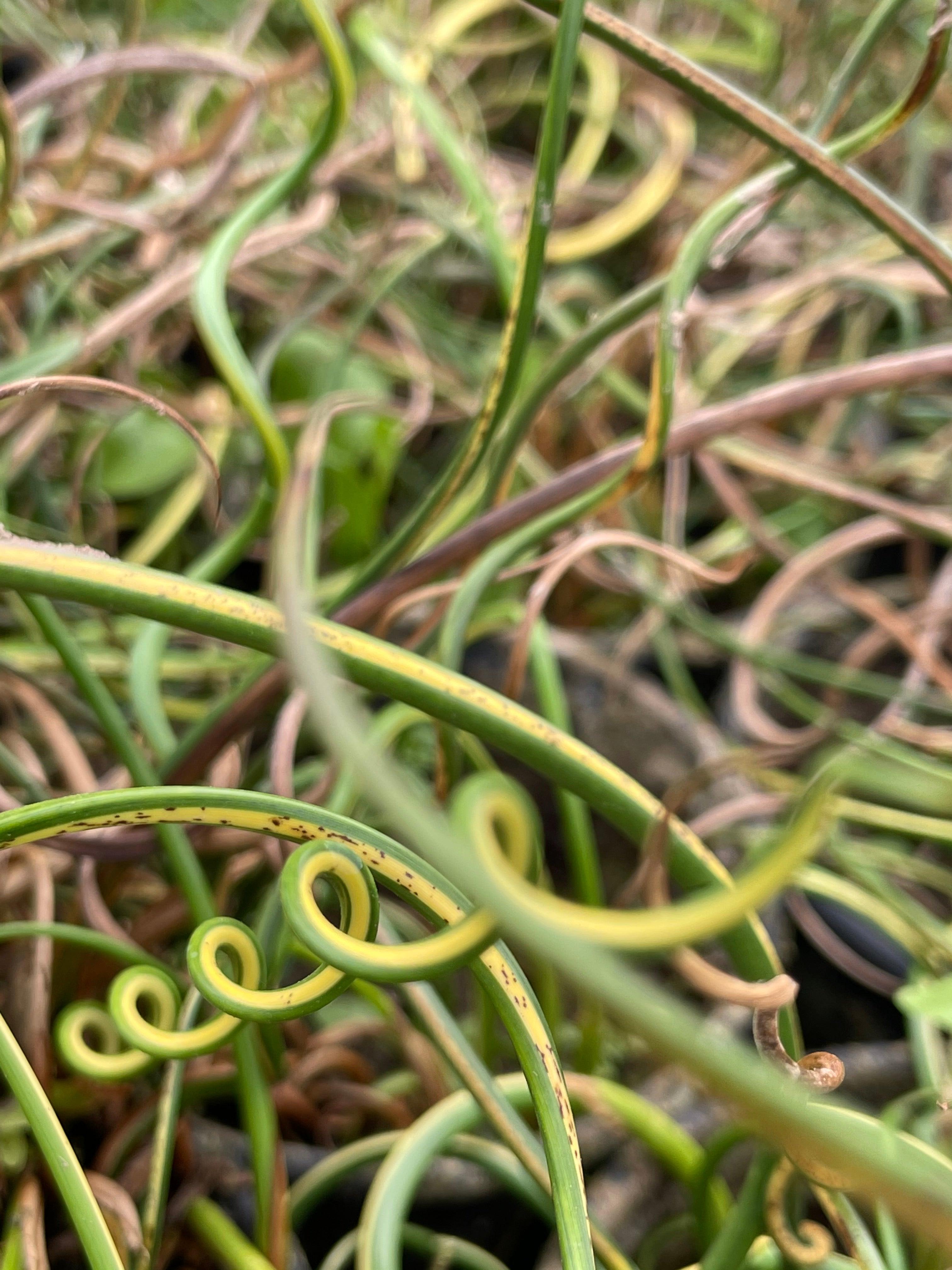 Juncus effusus 'Variegated Unicorn' (Giant Corkscrew Rush) (Bare Root) - Play It Koi