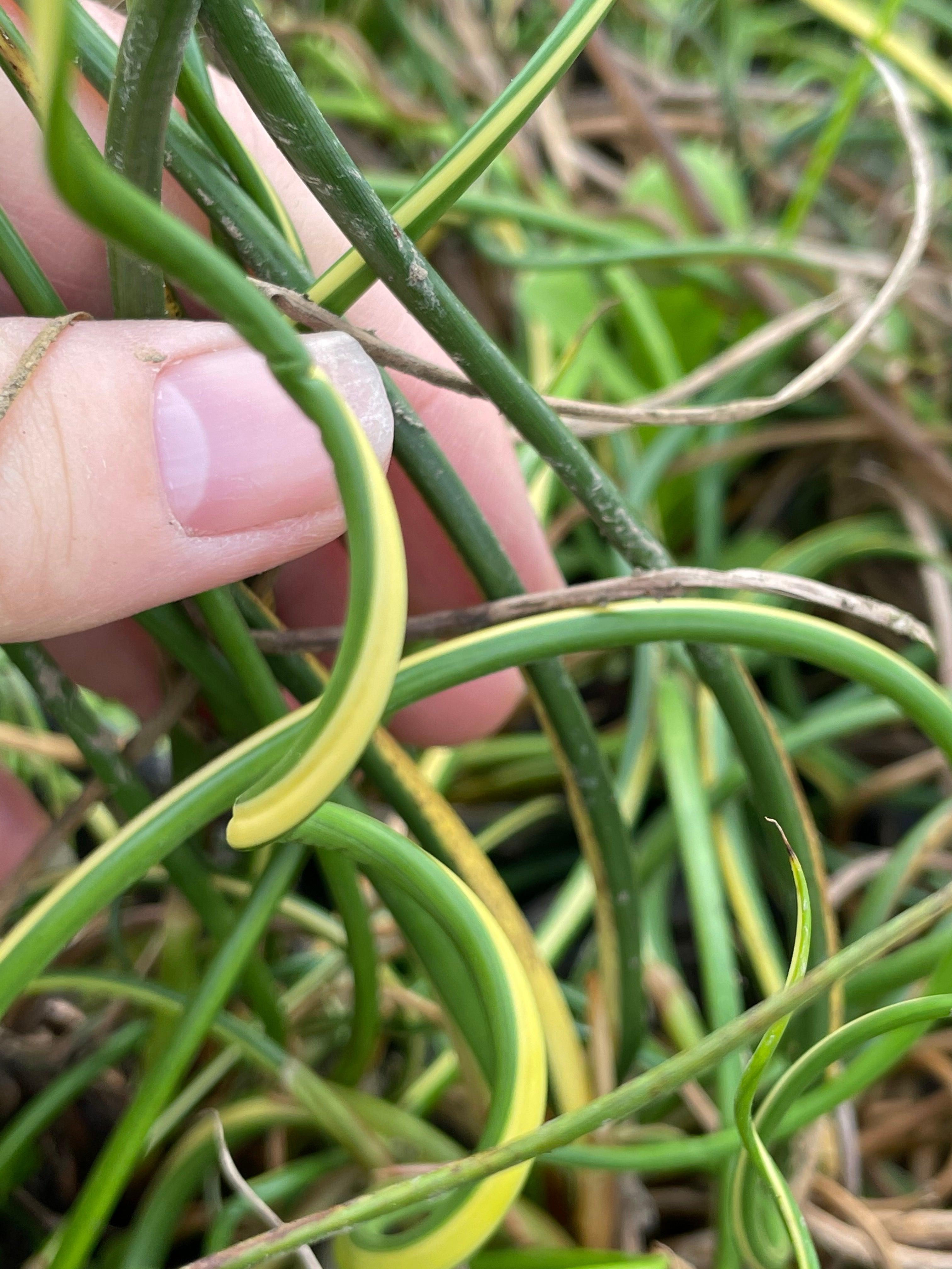 Juncus effusus 'Variegated Unicorn' (Giant Corkscrew Rush) (Bare Root) - Play It Koi