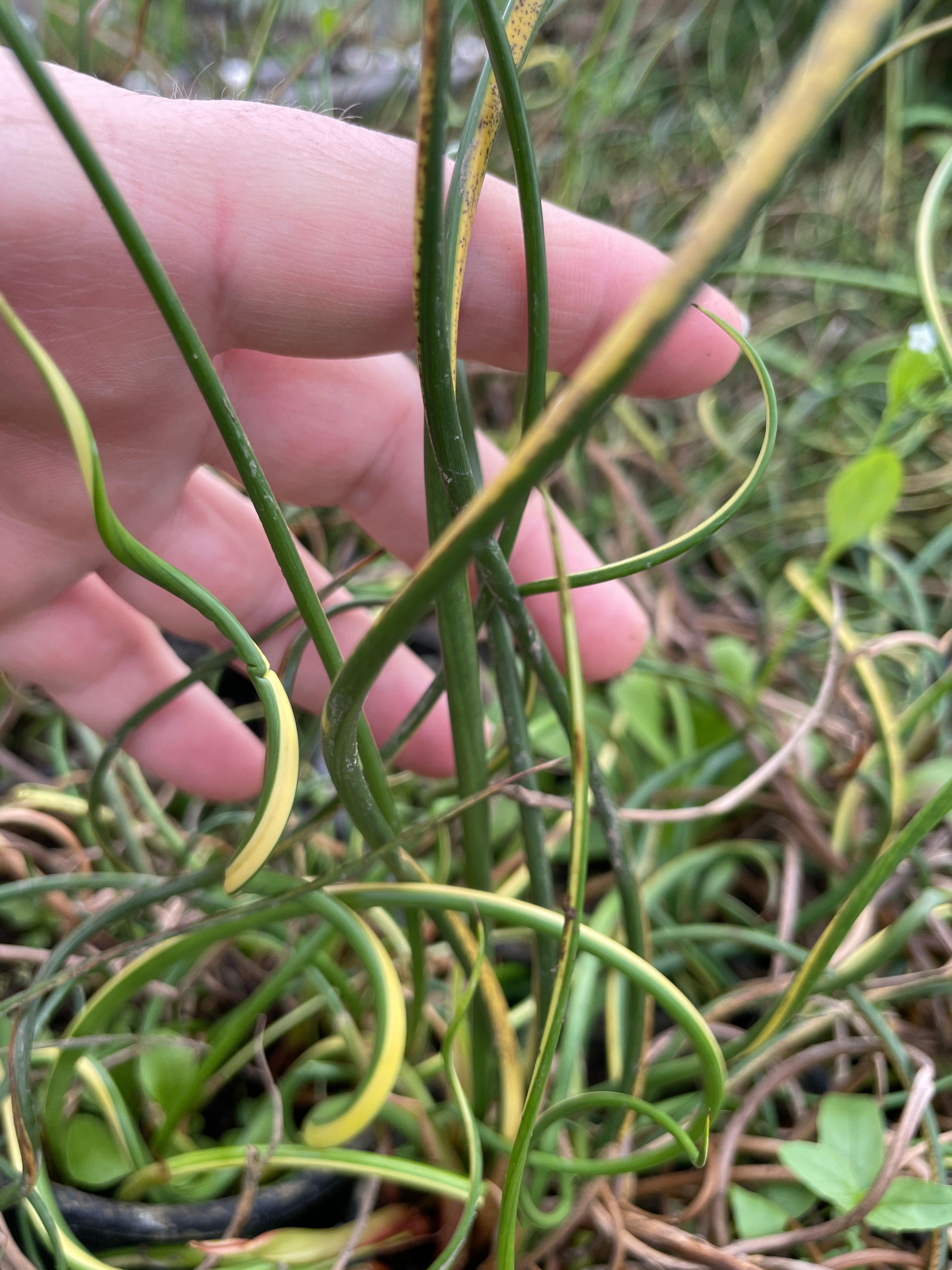 Juncus effusus 'Variegated Unicorn' (Giant Corkscrew Rush) (Bare Root) - Play It Koi