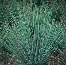 Juncus Patens 'Blue Rush' (Bare Root) - Play It Koi