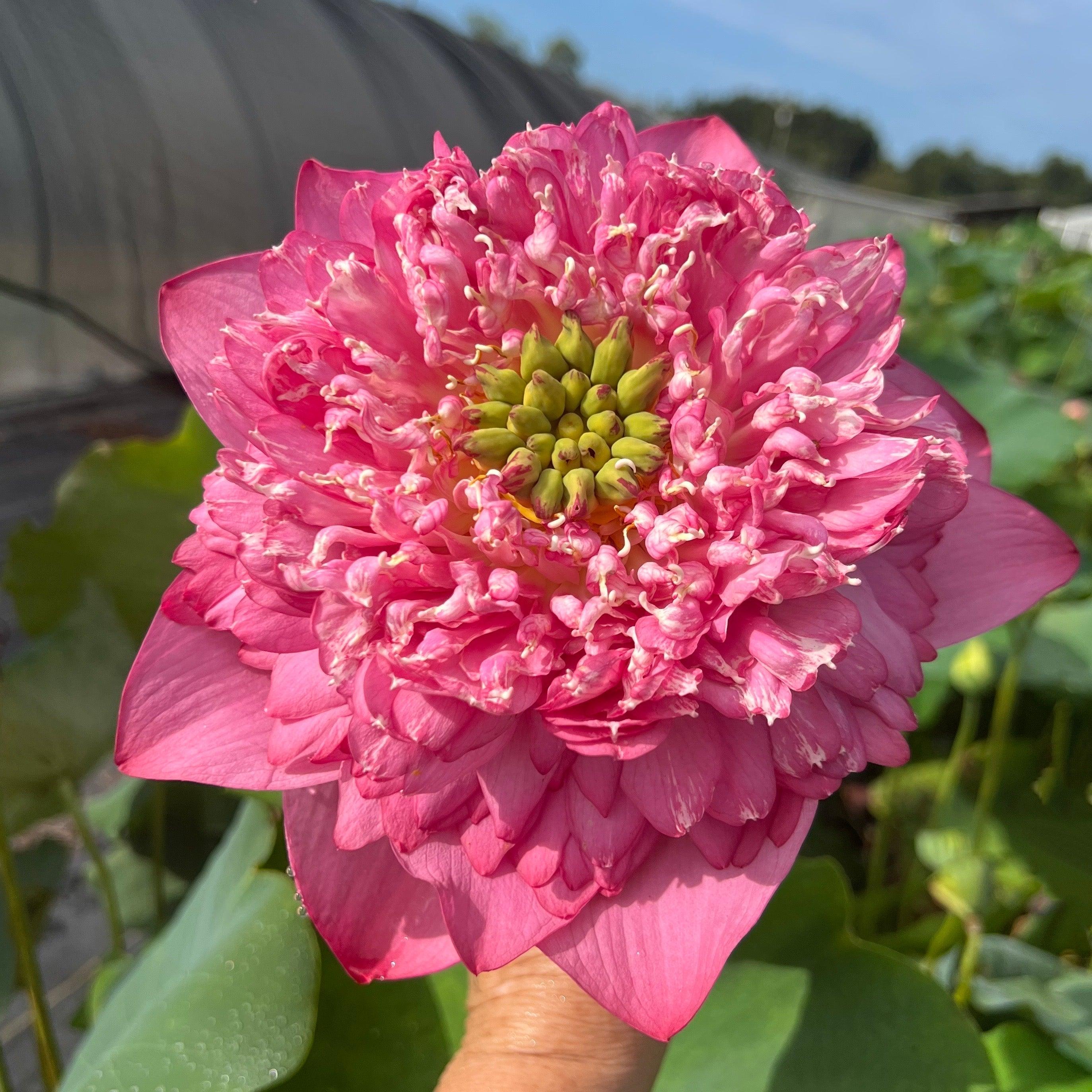 Kaveri Lotus (Bare Root) - Play It Koi