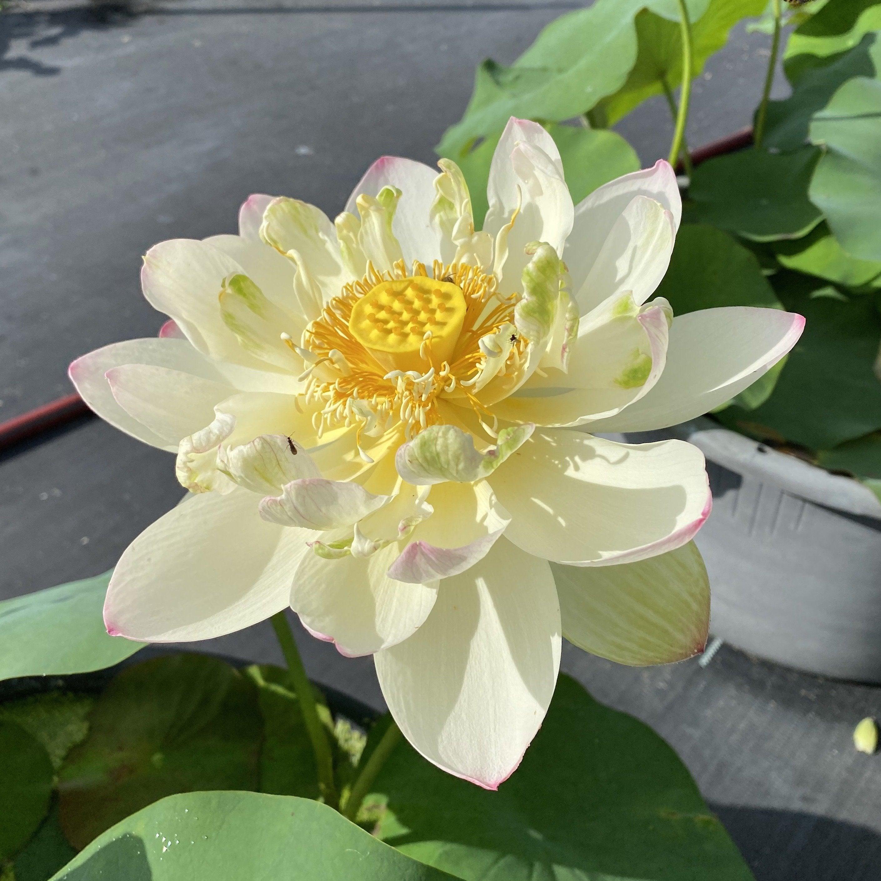 Ken's Dream Lotus (Bare Root) - Play It Koi