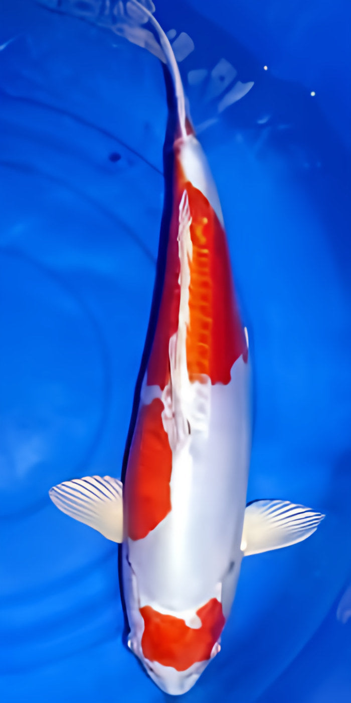 Kikusui - Play It Koi
