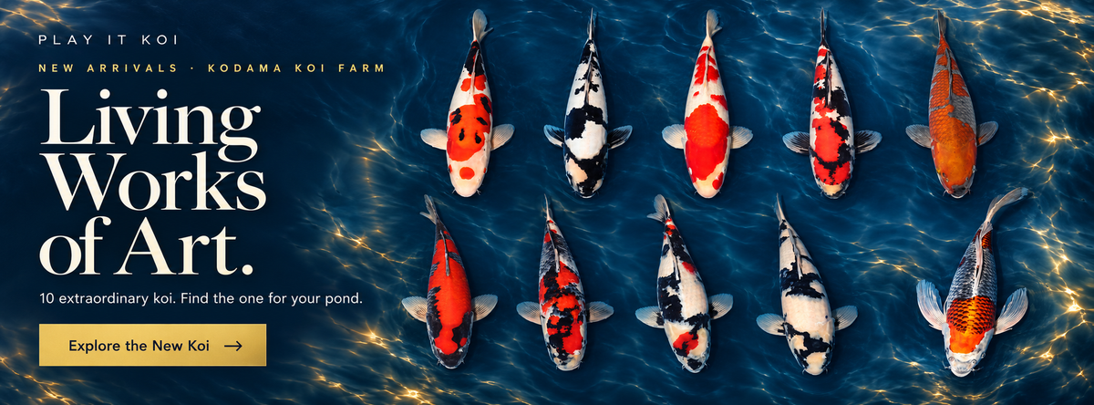 Living Works of Art — 10 extraordinary koi from Kodama Koi Farm. Explore the new koi at Play It Koi.