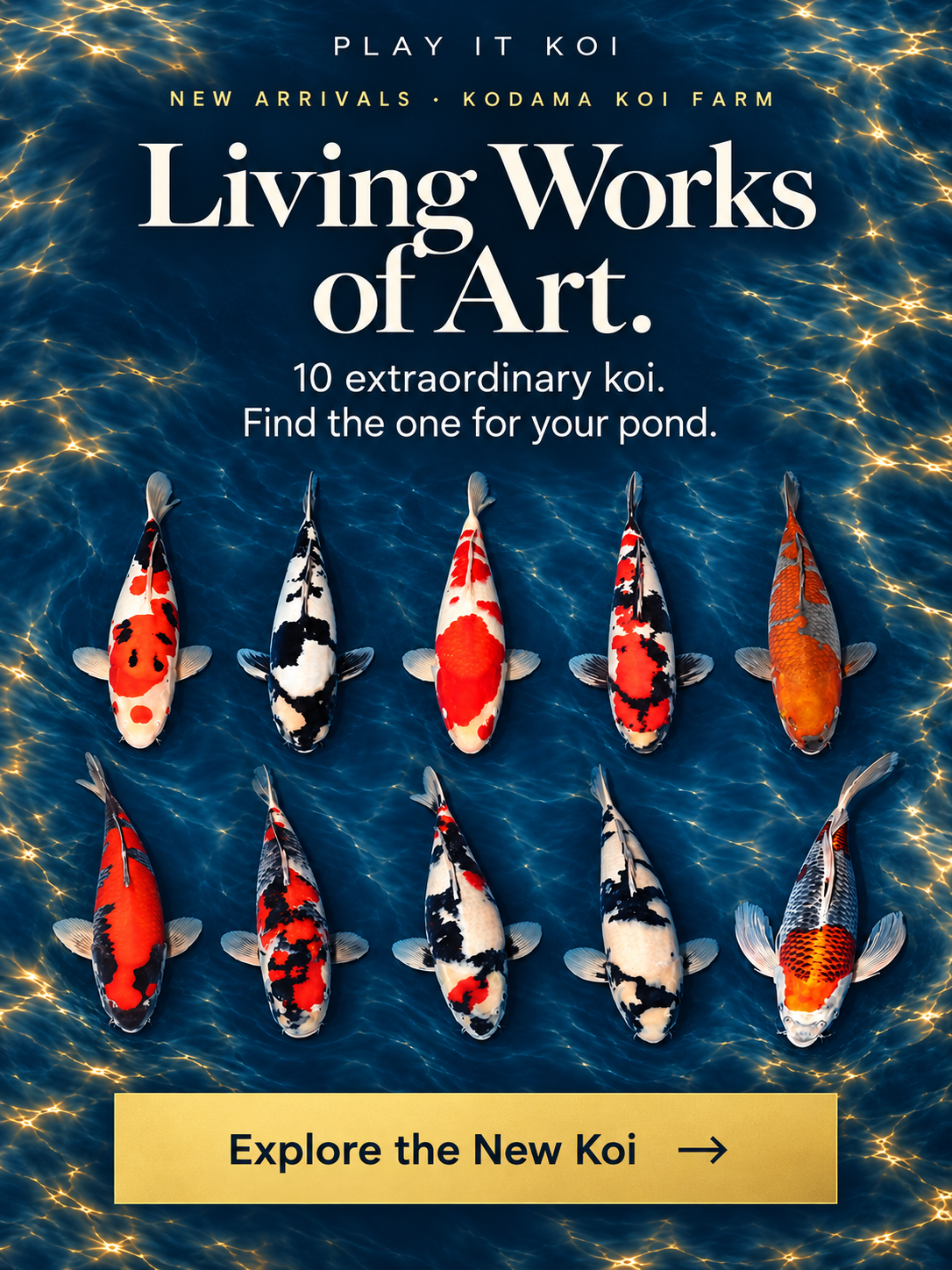 Living Works of Art — 10 extraordinary koi from Kodama Koi Farm. Explore the new koi at Play It Koi.