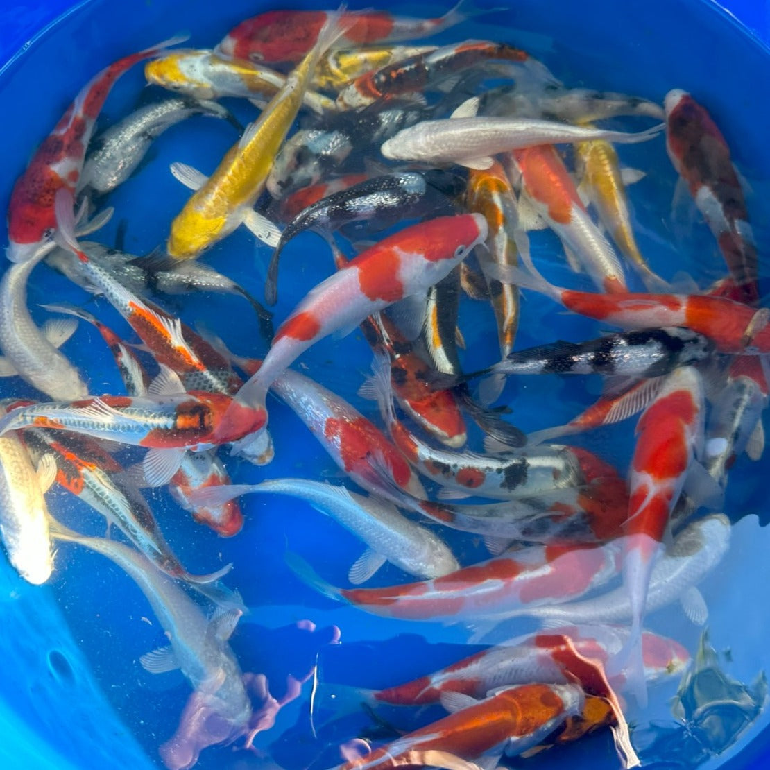 Paquetes premium de peces koi japoneses