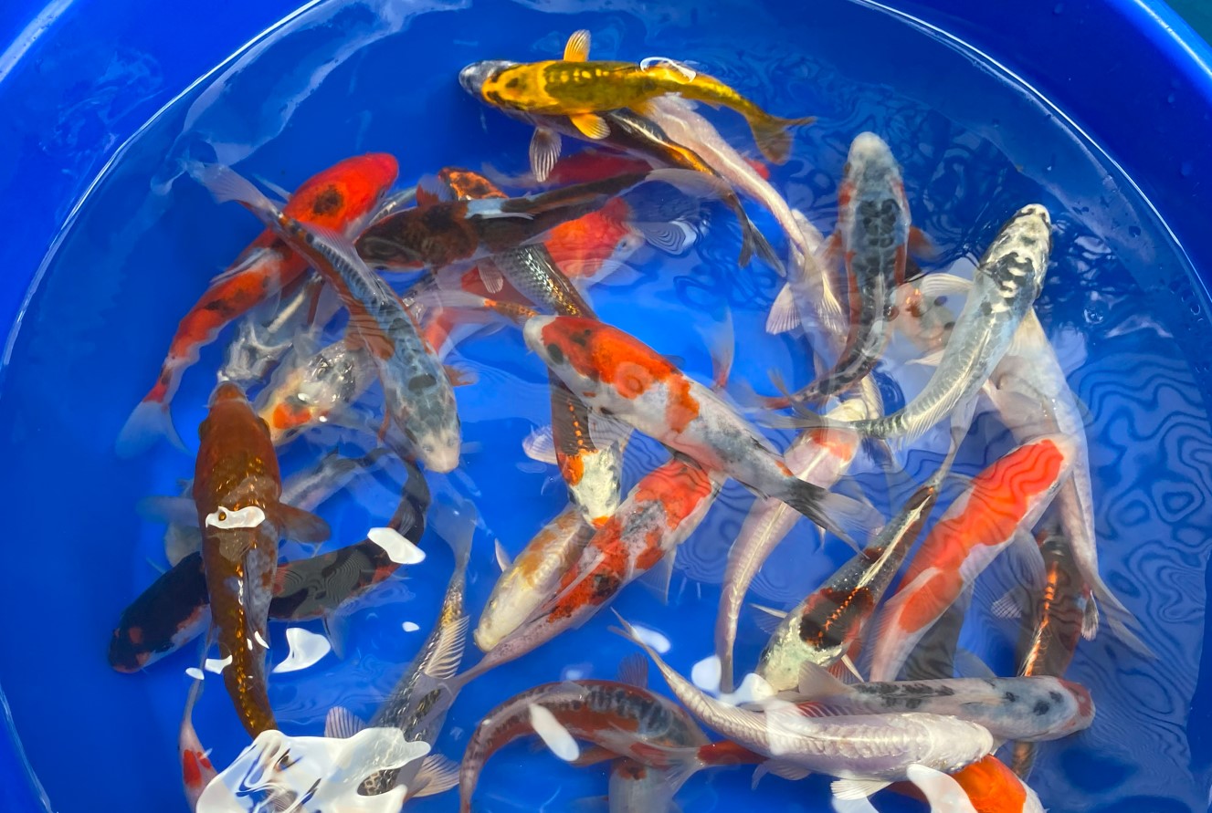 Paquetes premium de peces koi japoneses