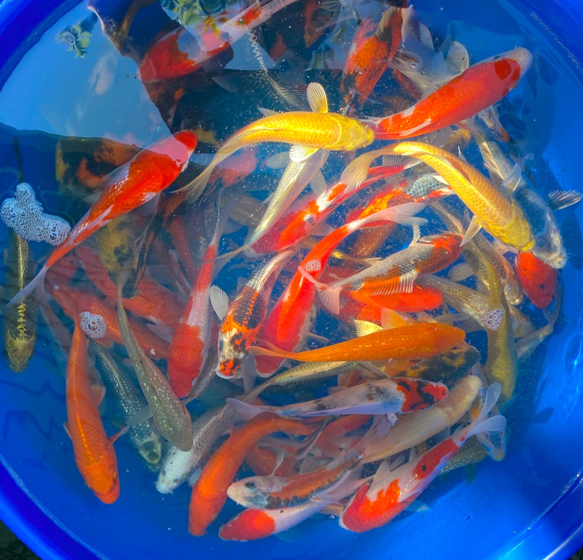 Paquetes premium de peces koi japoneses