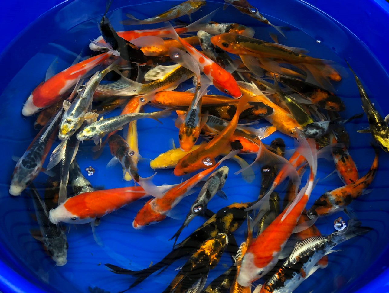 Paquetes premium de peces koi japoneses