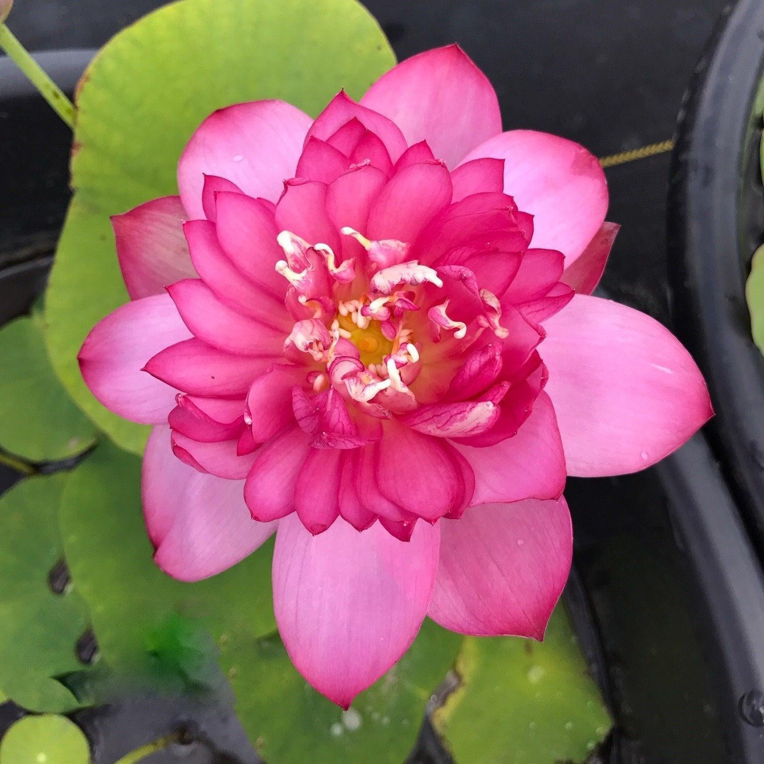 Lady Bingley - World Famous Bloomer Lotus (Bare Root) - Play It Koi