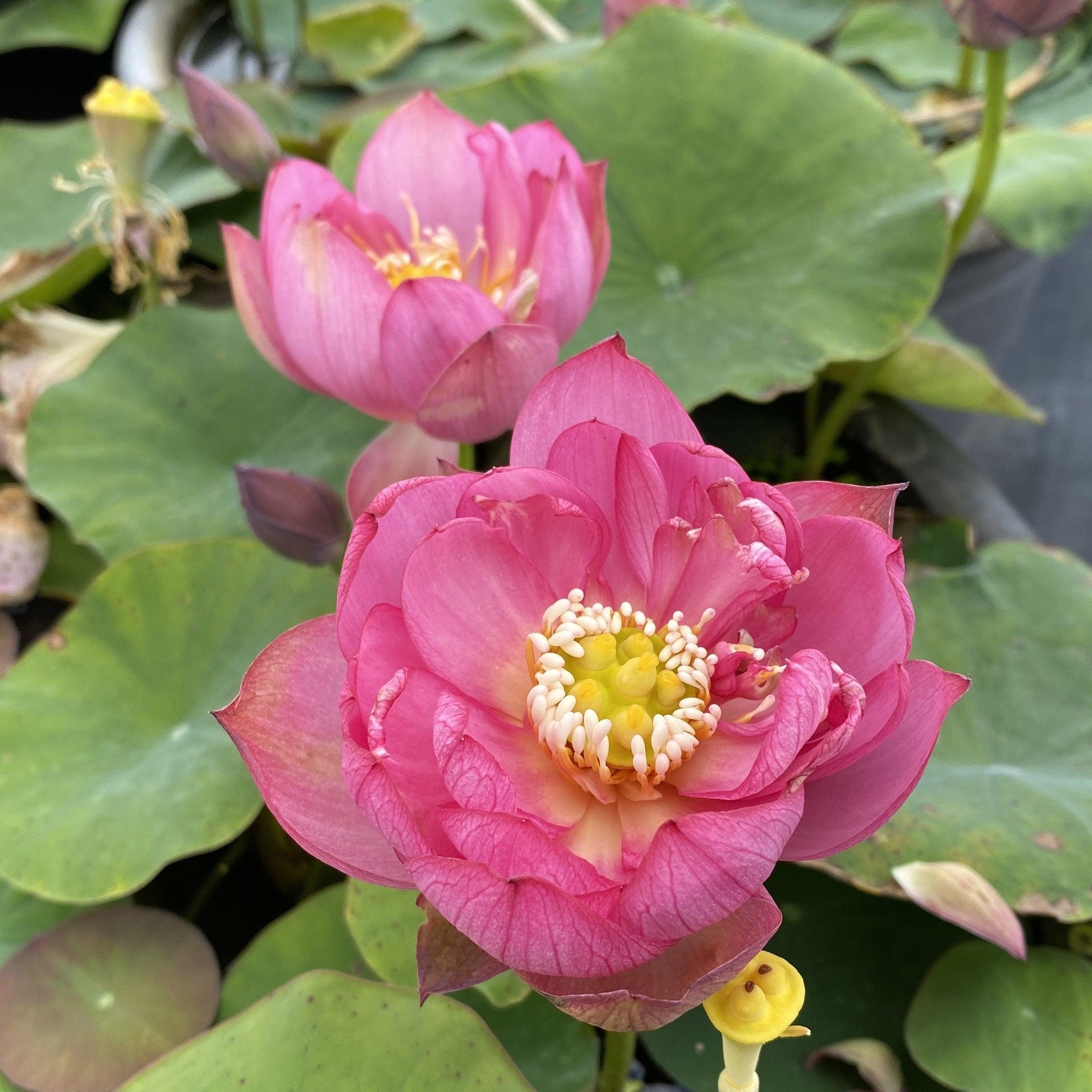 Lady Bug - Mini - Endless Flowers Lotus (Bare Root) - Play It Koi