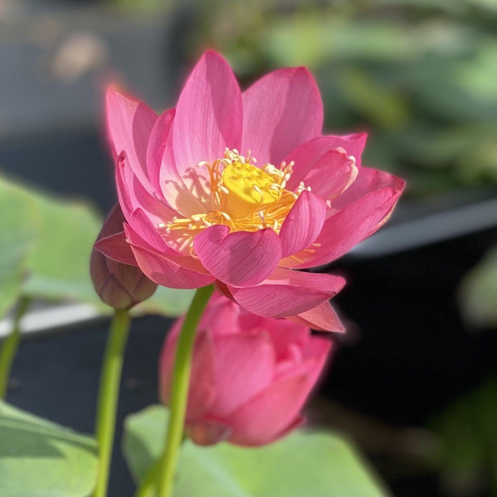 Lady Bug - Mini - Endless Flowers Lotus (Bare Root) - Play It Koi