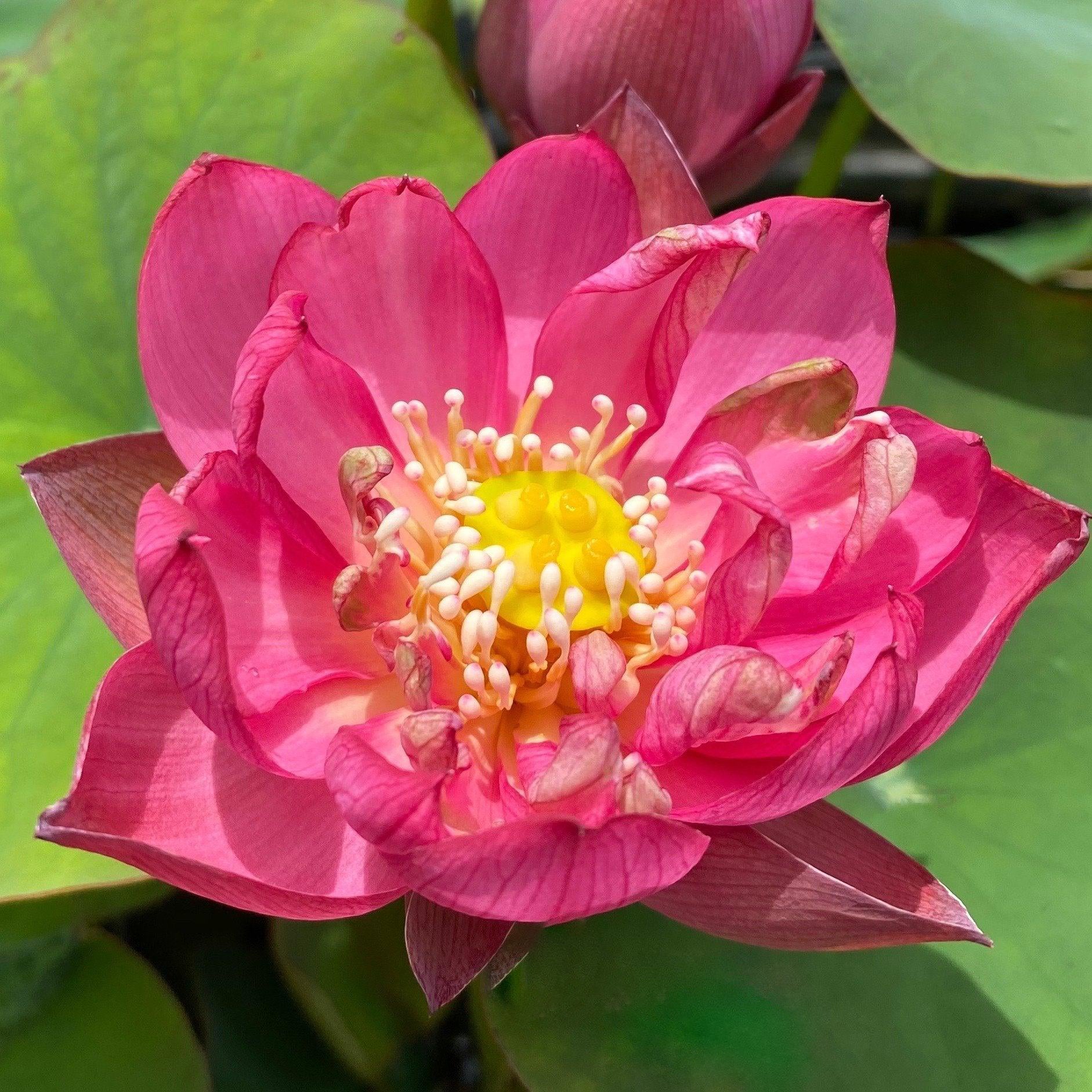 Lady Bug - Mini - Endless Flowers Lotus (Bare Root) - Play It Koi