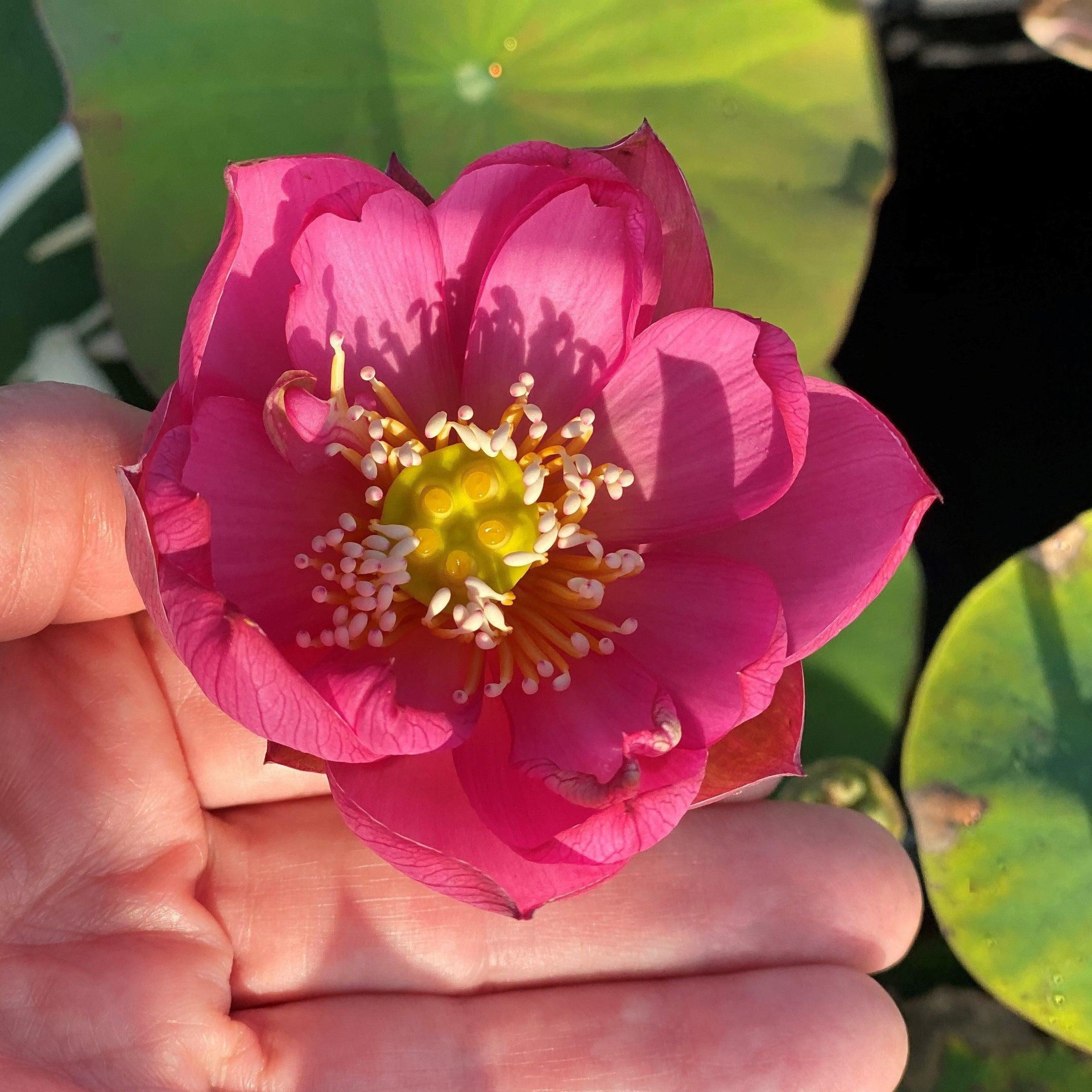 Lady Bug - Mini - Endless Flowers Lotus (Bare Root) - Play It Koi
