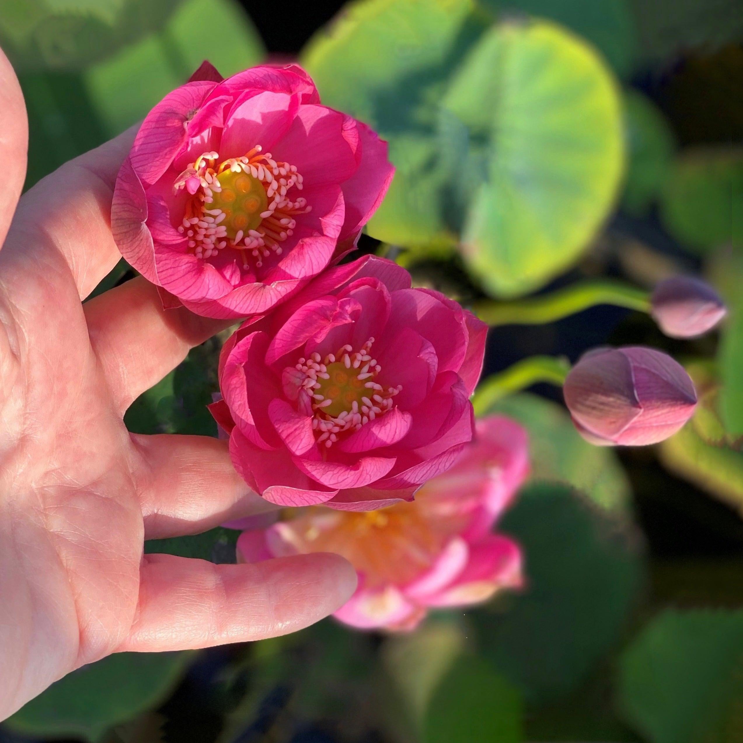 Lady Bug - Mini - Endless Flowers Lotus (Bare Root) - Play It Koi