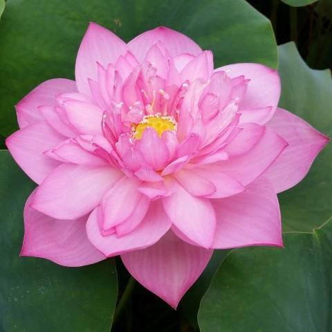 Lanceolate Pink Lotus (Bare Root) - Play It Koi
