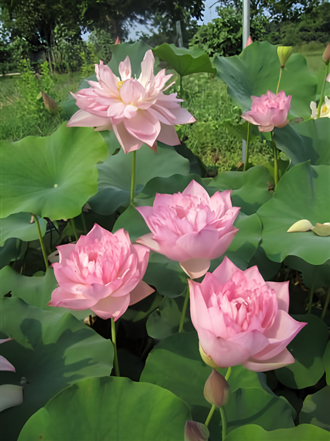 Lanceolate Pink Lotus (Bare Root) - Play It Koi