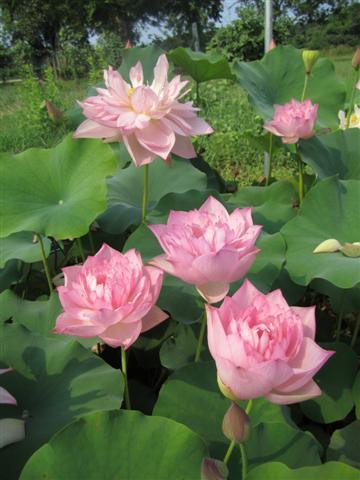 Lanceolate Pink Lotus (Bare Root) - Play It Koi