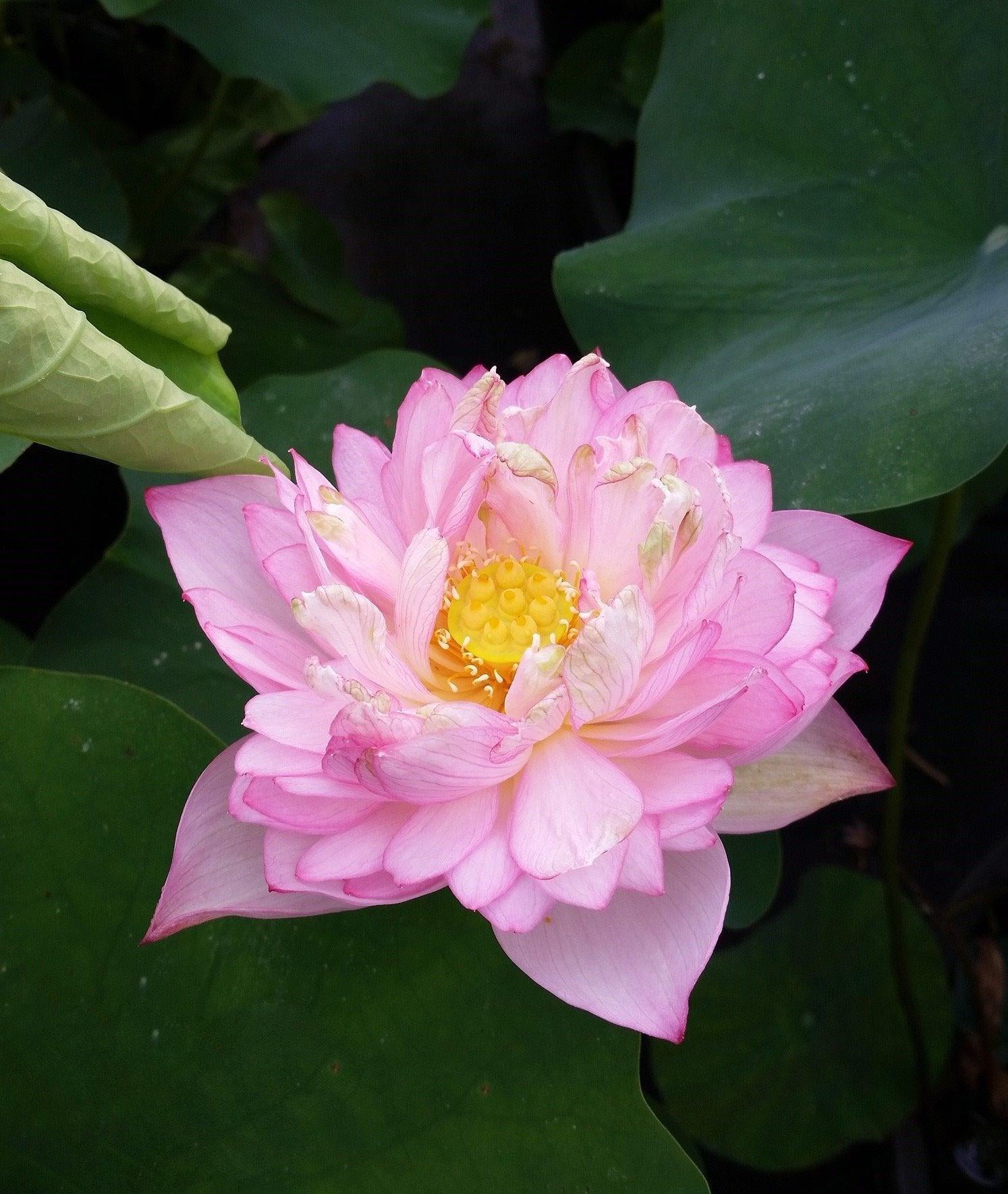 Large Purple Jade Lotus (Bare Root) - Play It Koi