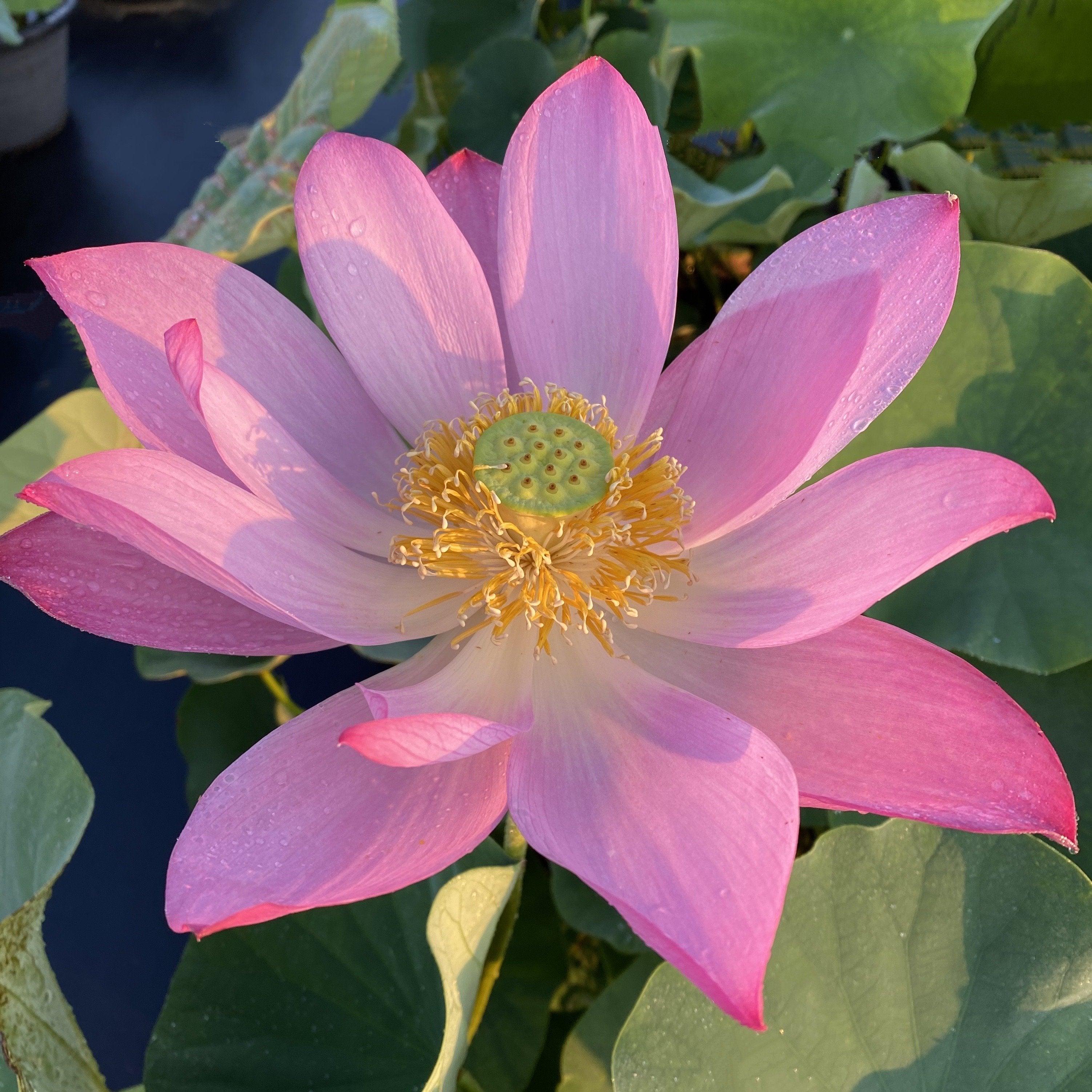 Lavender Lady - A Majestic Lady Lotus (Bare Root) - Play It Koi