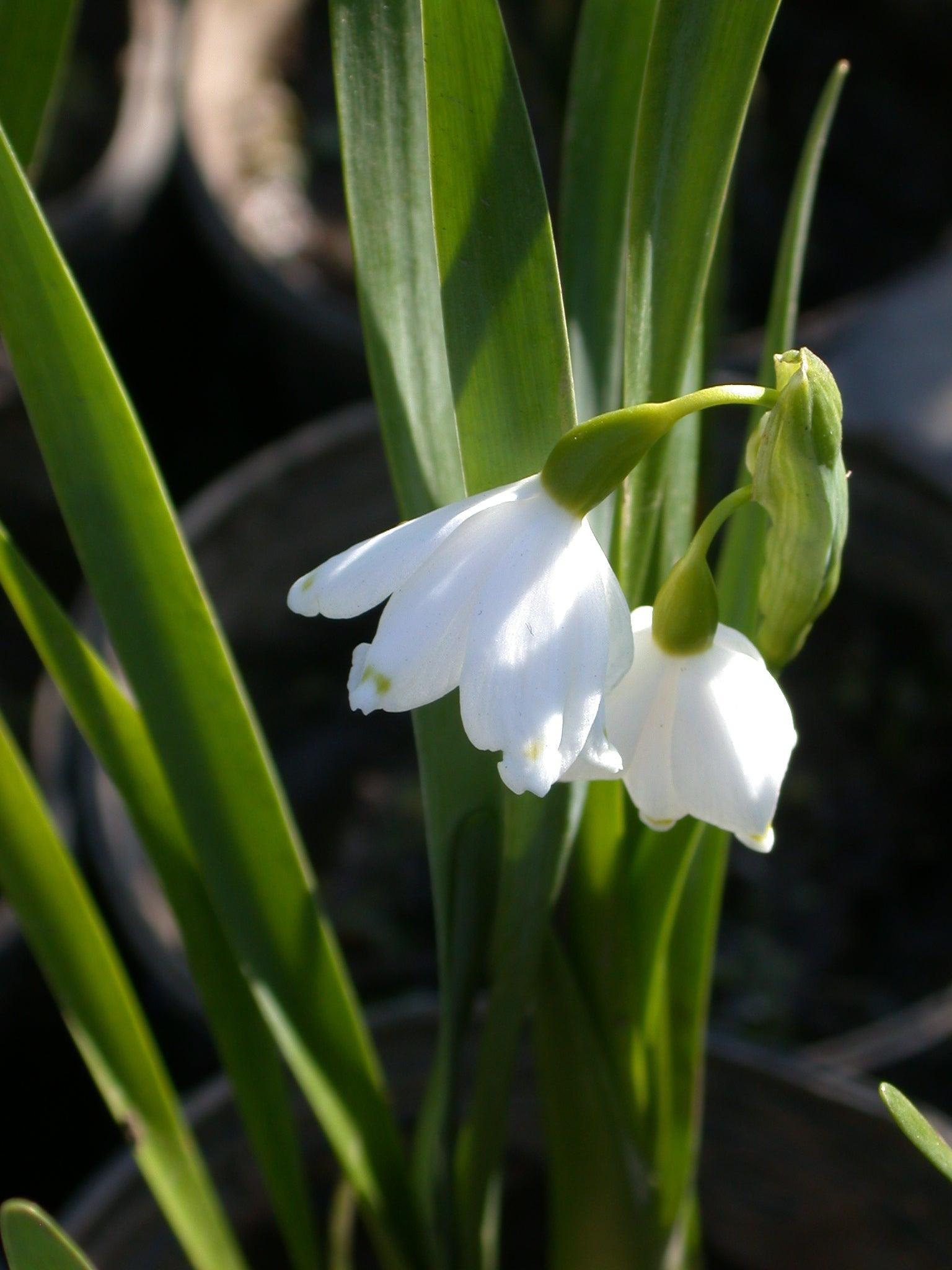 Leucojum Aestivum 'Snowflake Bells' (Bare Root) - Play It Koi