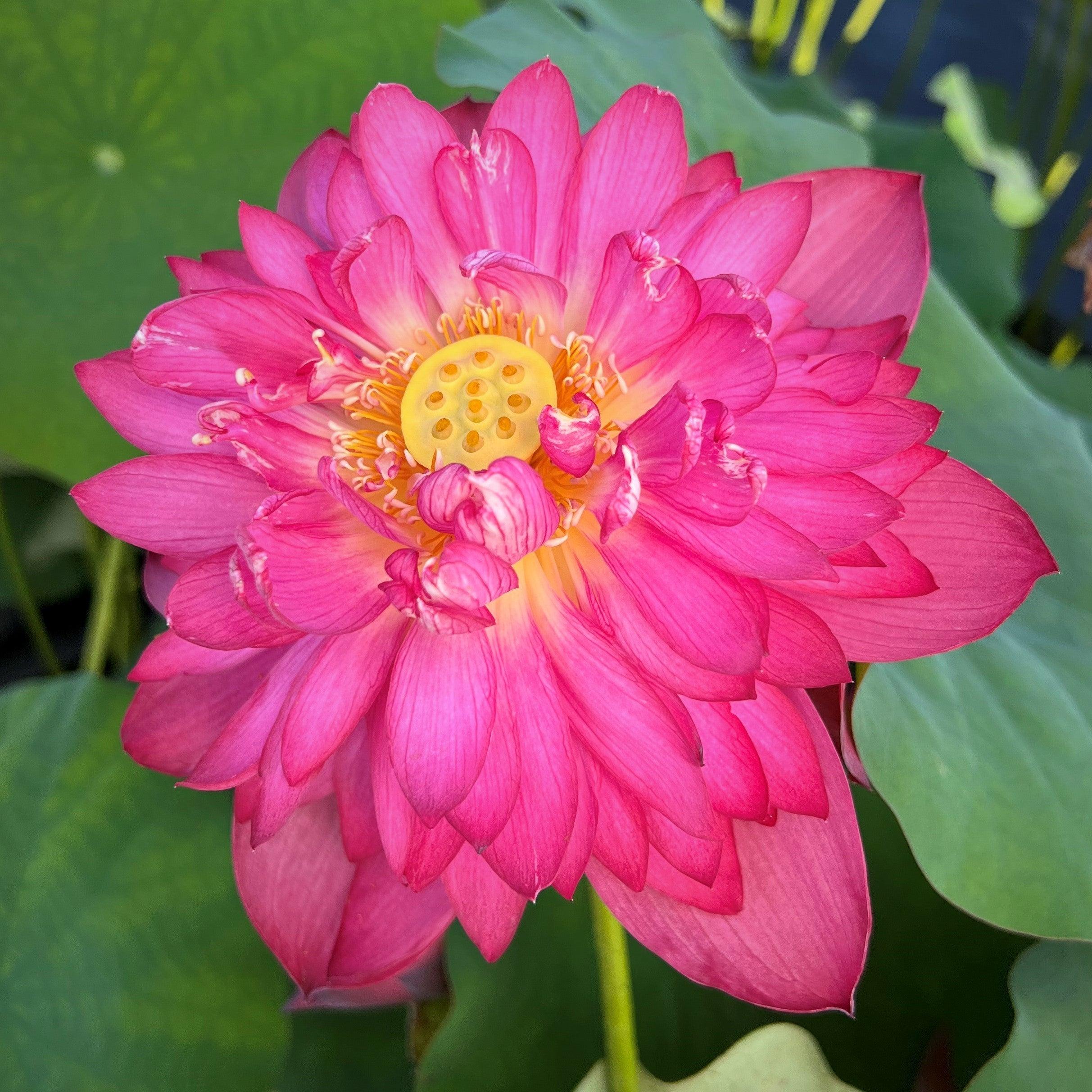 Libby's Light - Constant Blooms Lotus (Bare Root) - Play It Koi