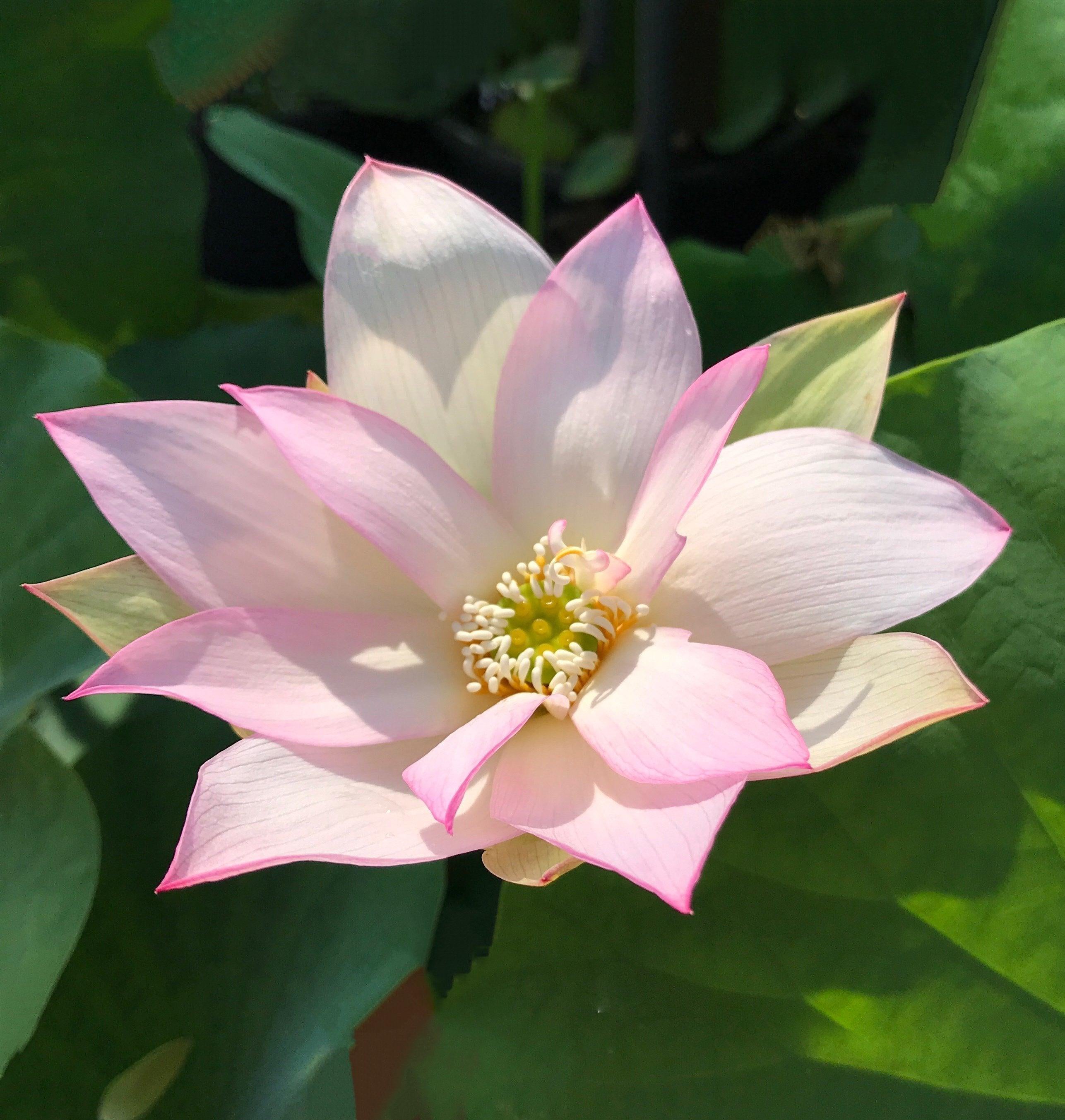 Light of Yaochi - Classic Beauty Lotus (Bare Root) - Play It Koi